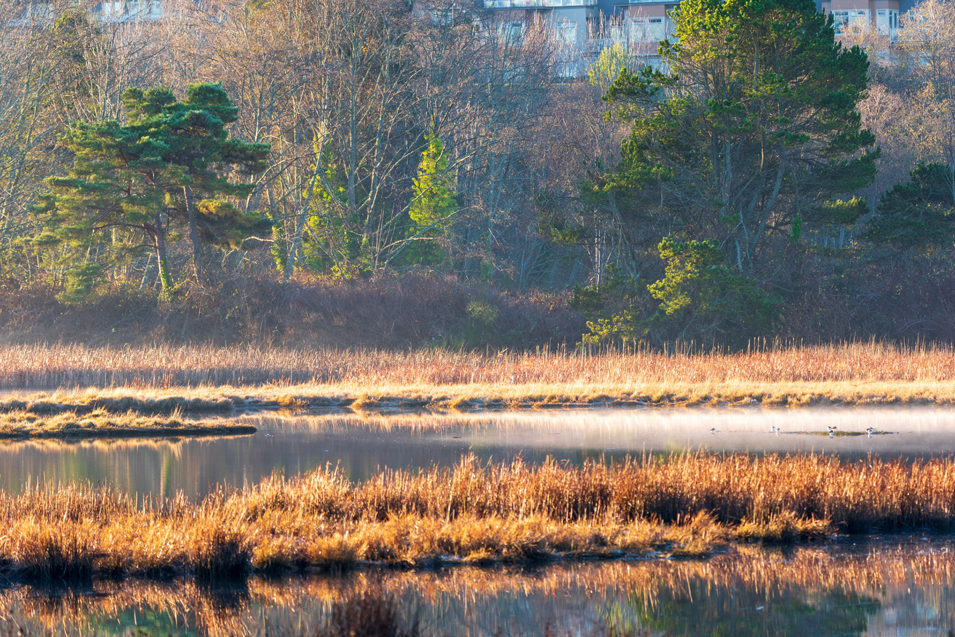 One of my favorites, '  A misty morning at the marsh'