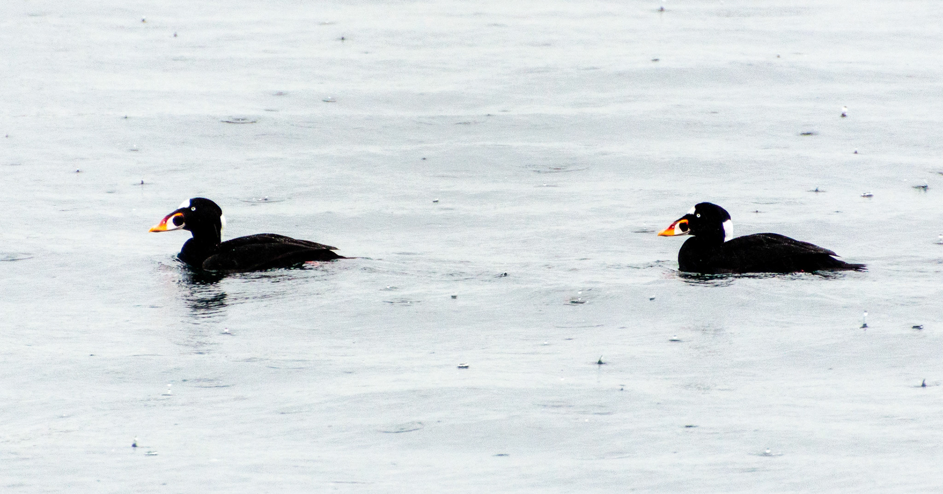 The surf scoter is a large sea duck native to North America. Adult males are almost entirely black with characteristic white patches on the forehead and the nape and adult females are slightly smaller and browner.