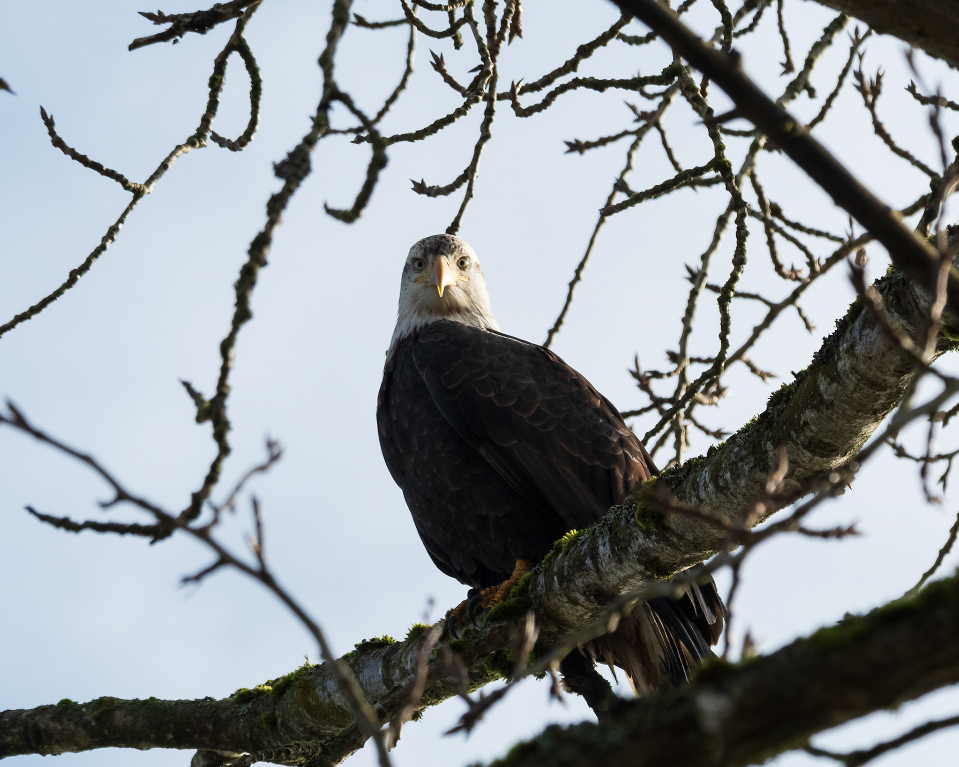 A Bald Eagle takes notice of the photographer looking back in awe from the ground...