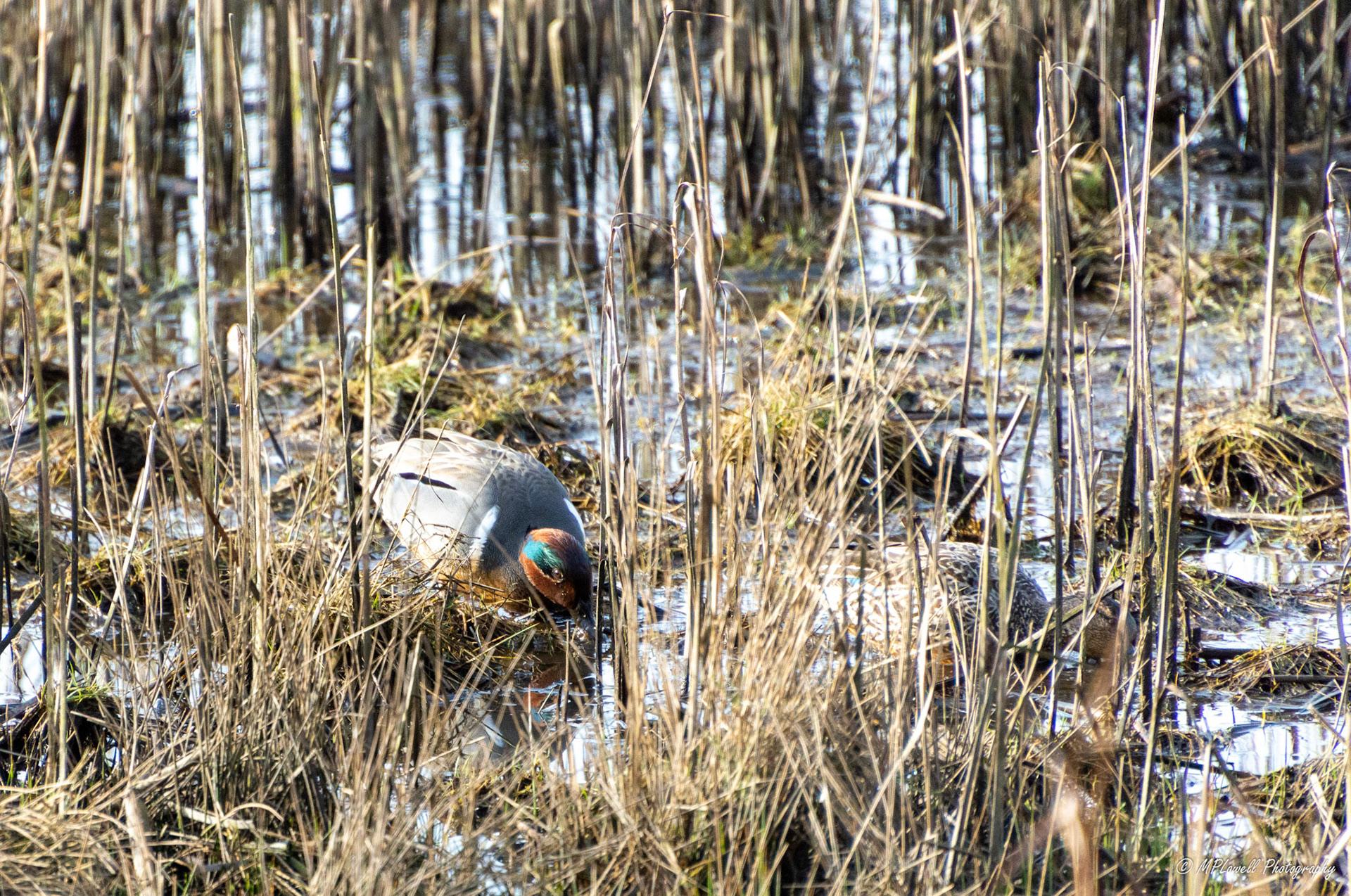 A young duck forages during low tide