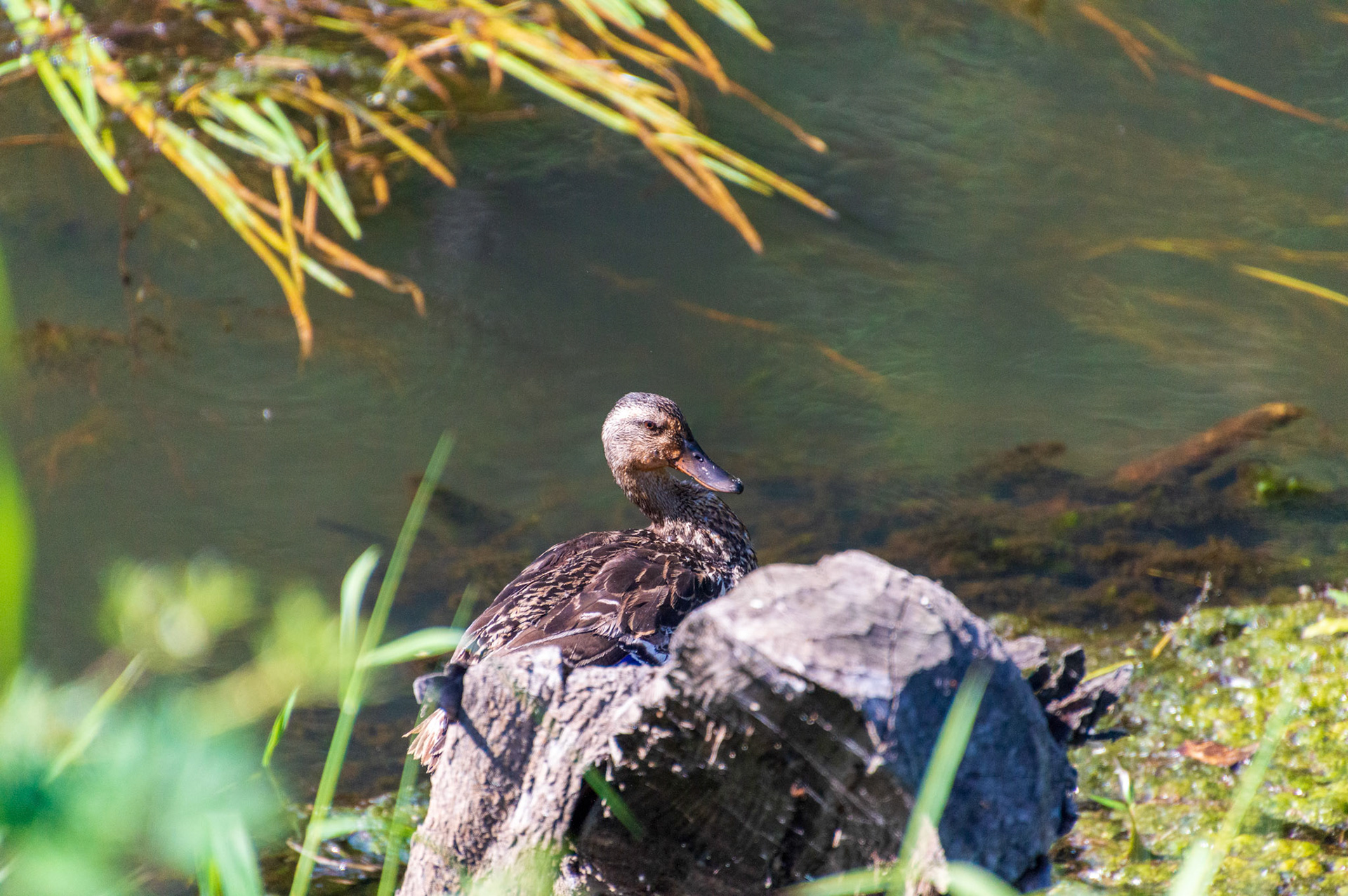 A lone Mallard female duck rests by the Samamish River