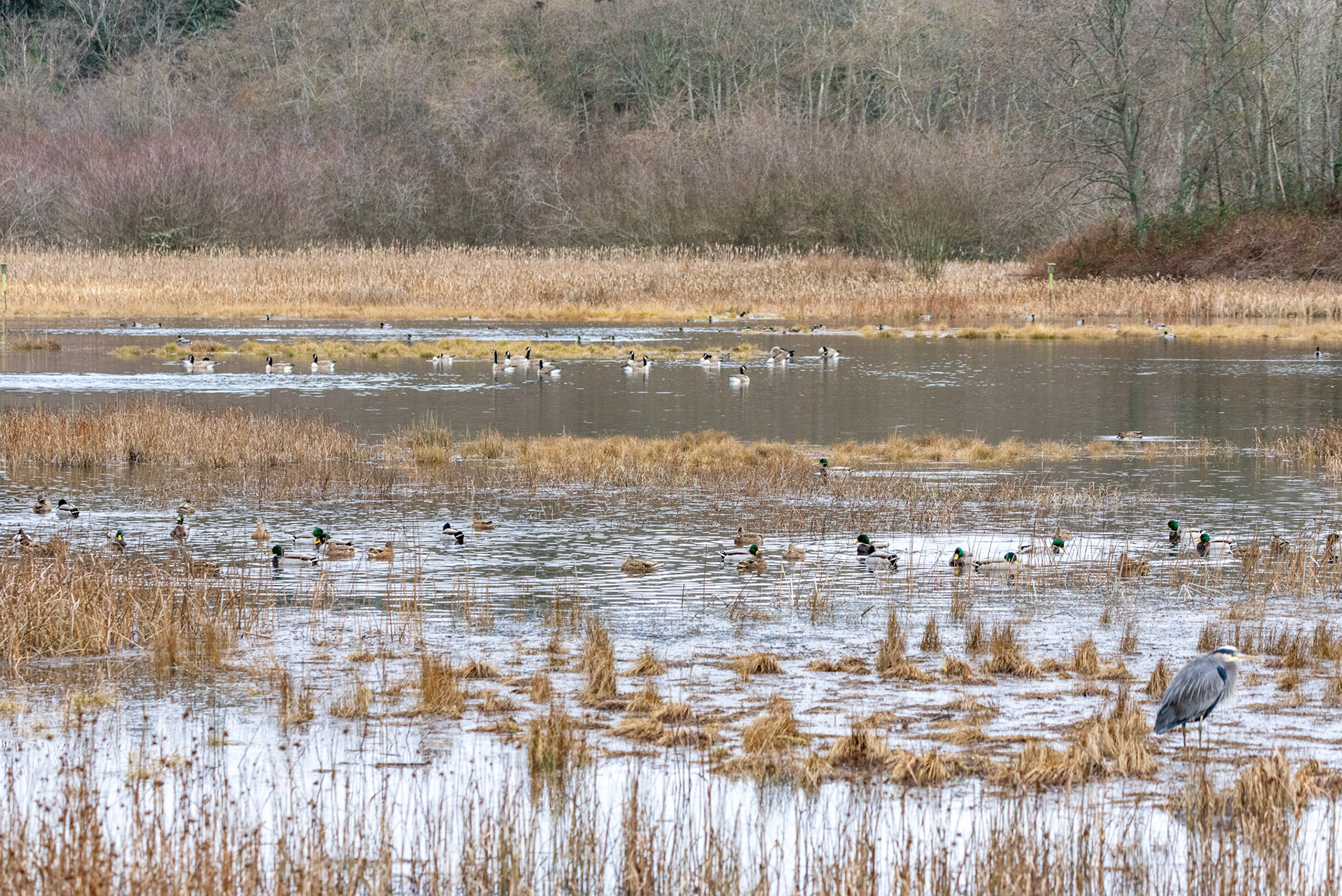 Groups of common birds segregate themselves from each other group at the Edmonds Marsh Wetlands in Edmonds, WA