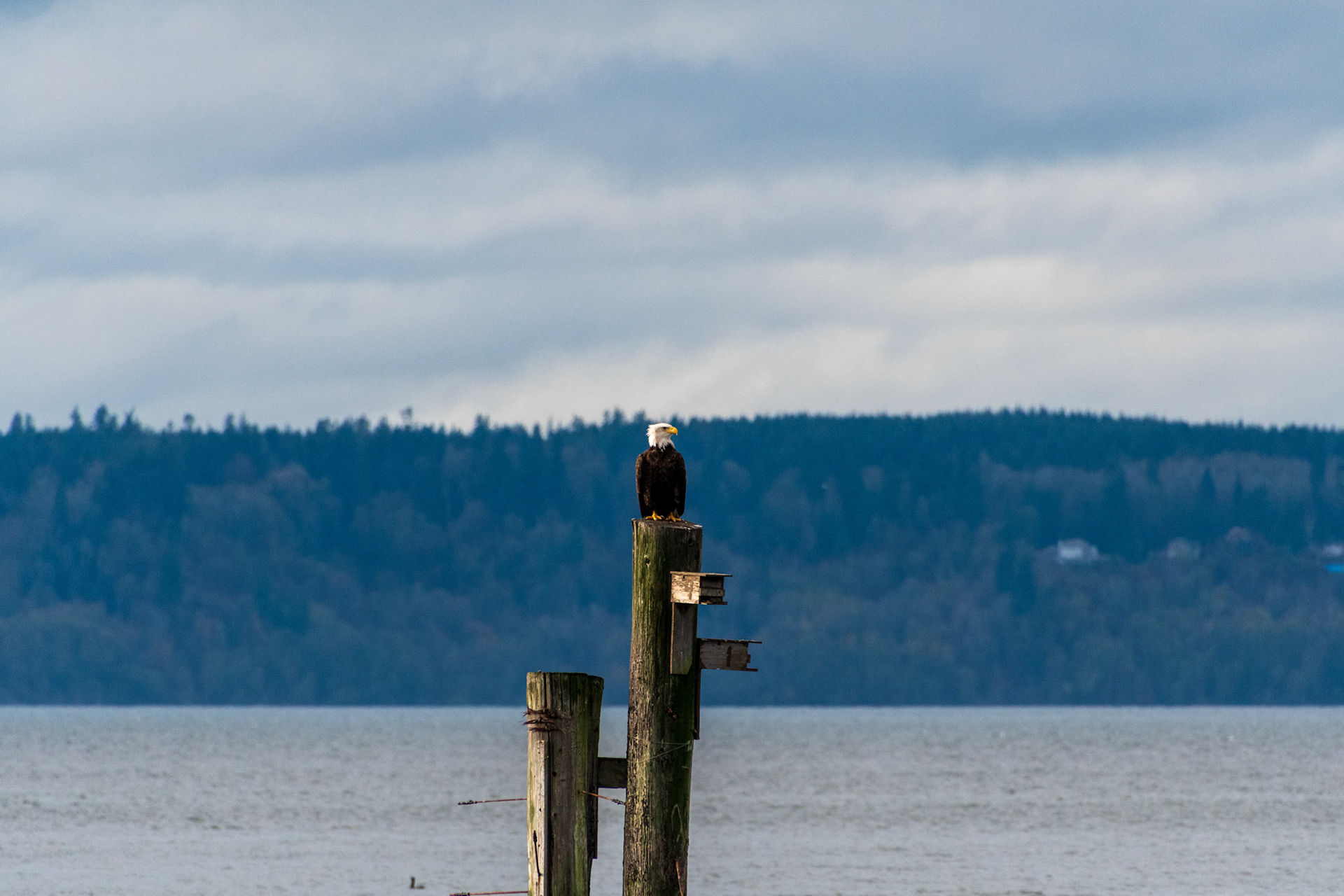 A lone Eagle sits on a old pier along the Edmonds Waterfront
