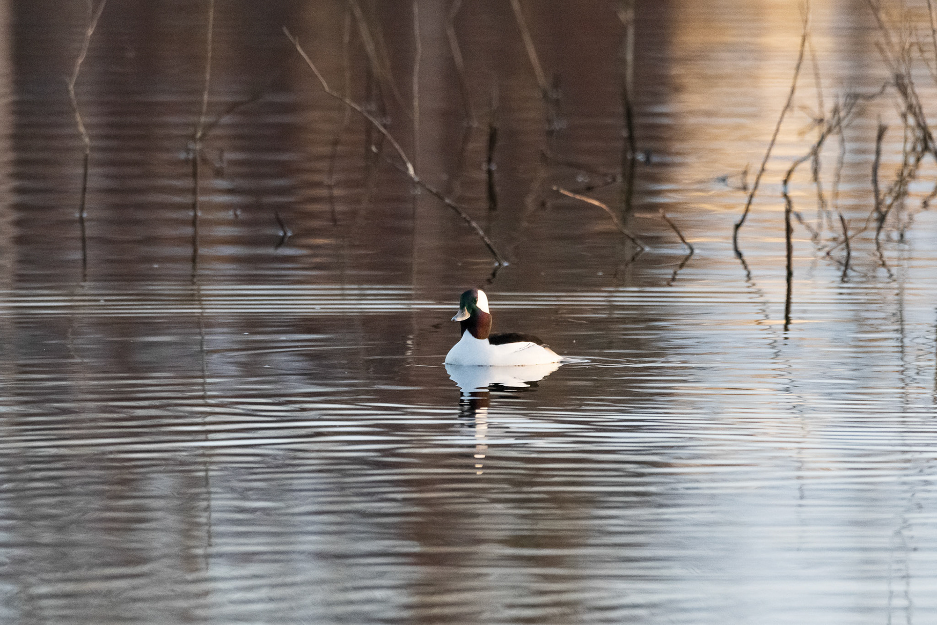 Male Bufflehead in morning sunshine
