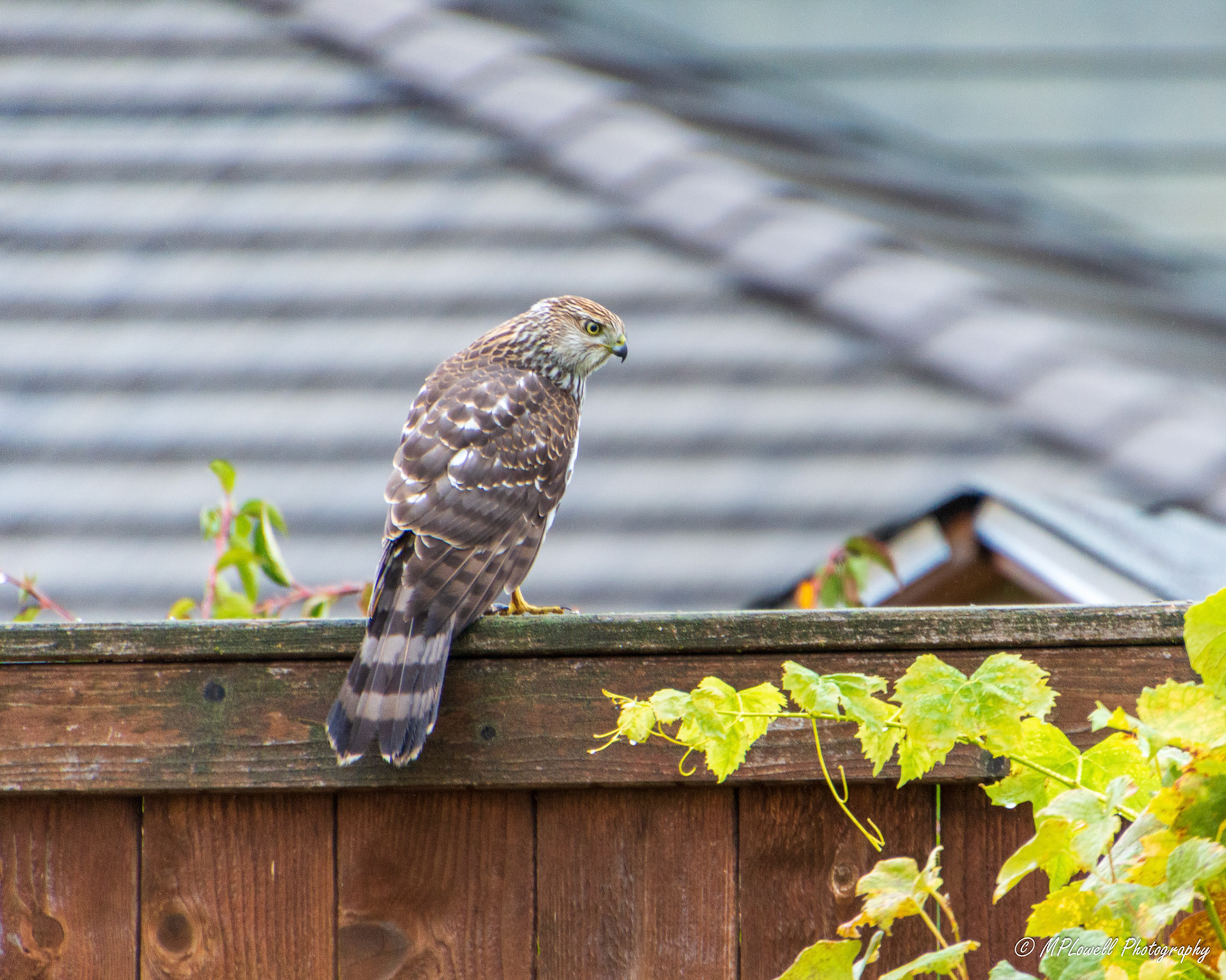A recent fall visitor to the backyard, this young Coopers Hawk looks for prey. (# 2 of 2)