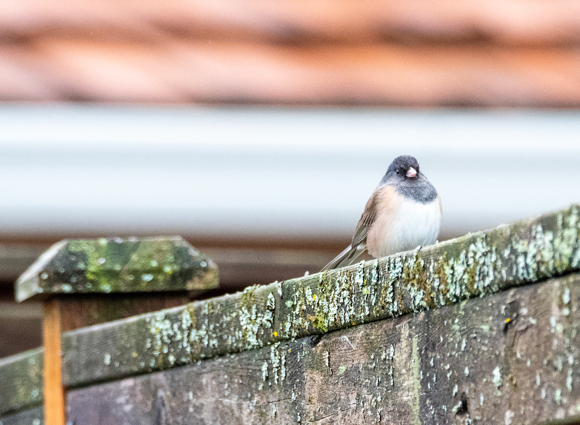 A backyard Junco watching its surroundings