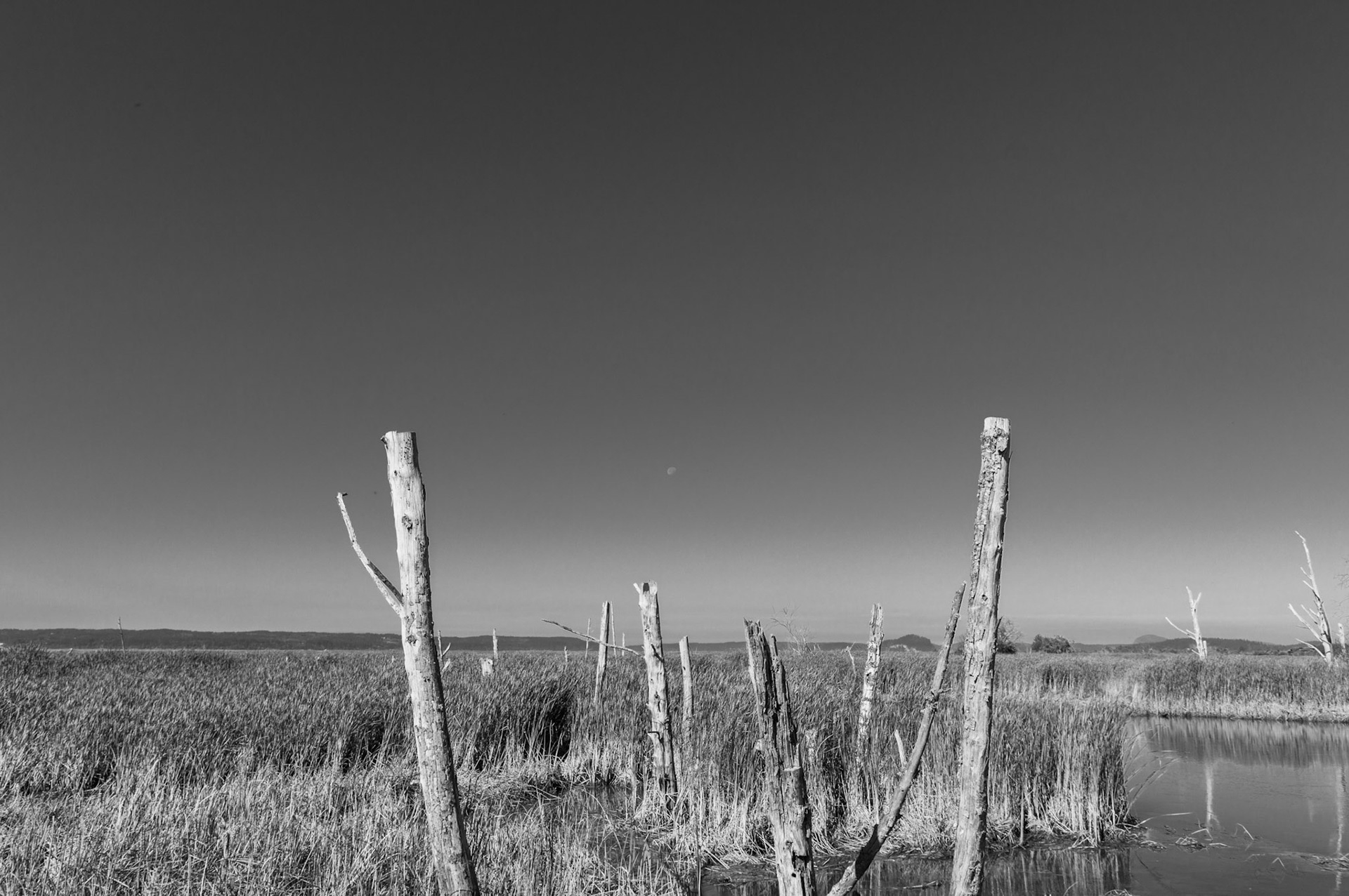 A landscape of the Skagit Wildlife Area treated in B&W. Note moon in background