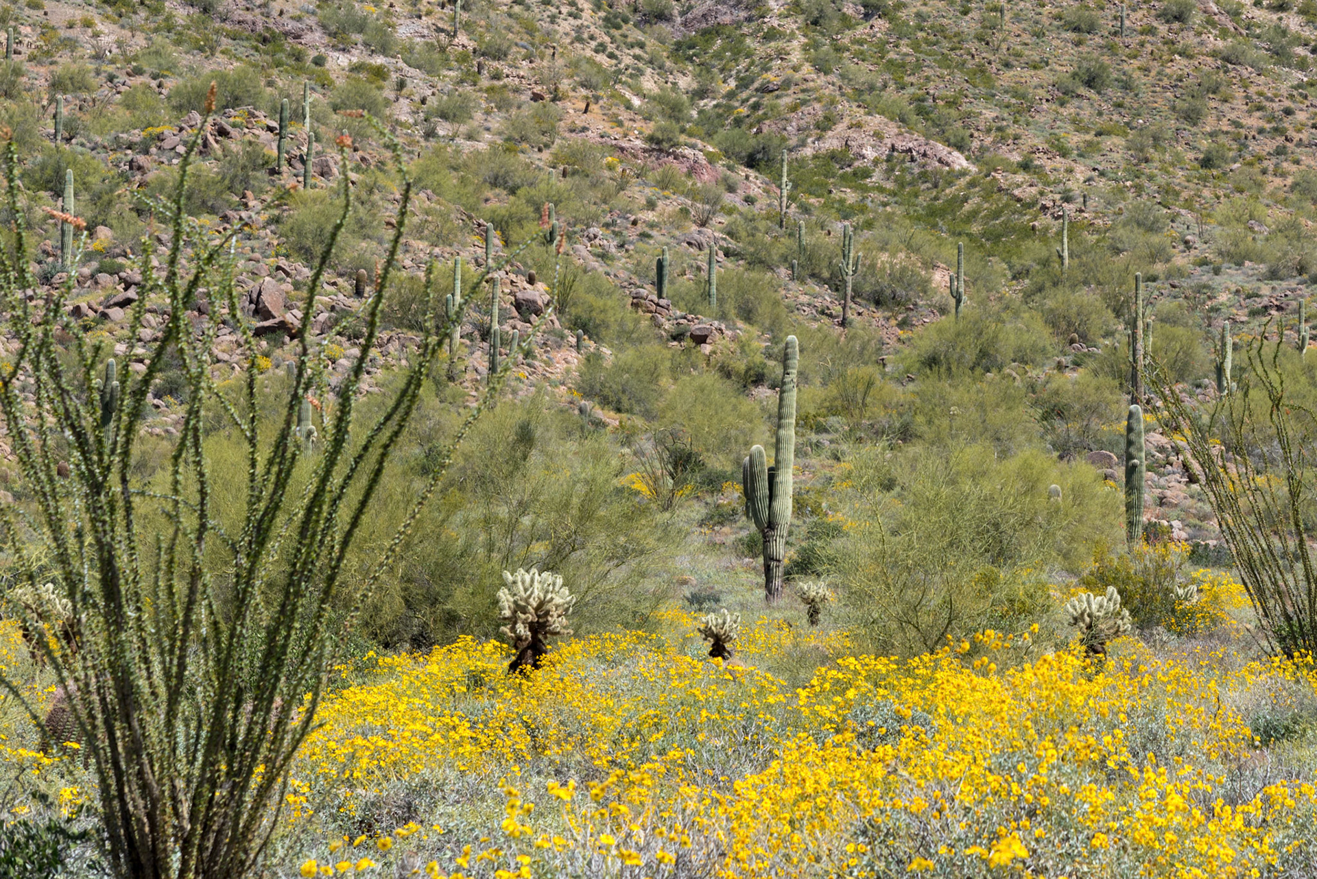 Flowers in bloom in the desert