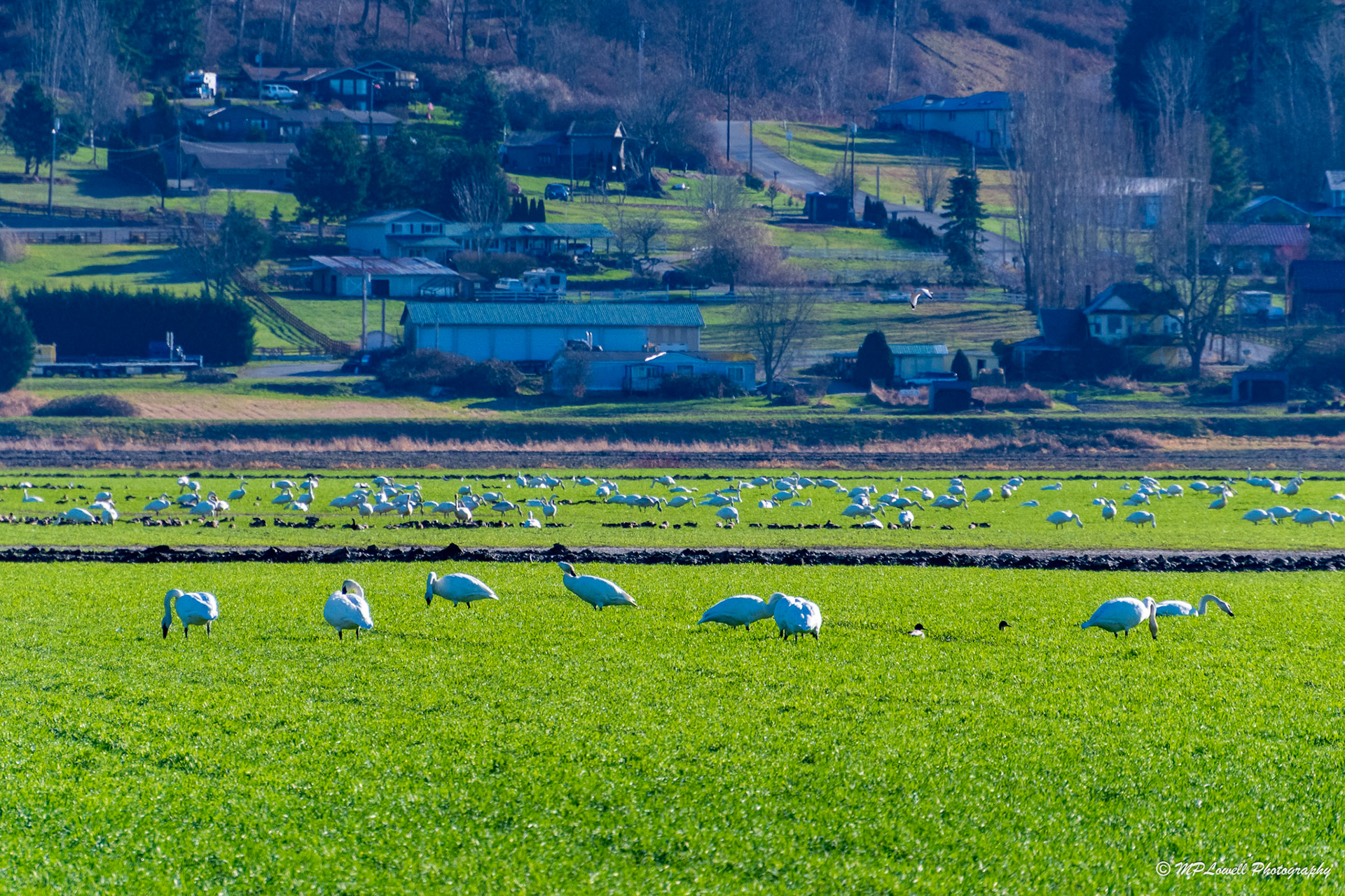 Trumpeter Swans and ducks resting in field in Skagit Valley WA