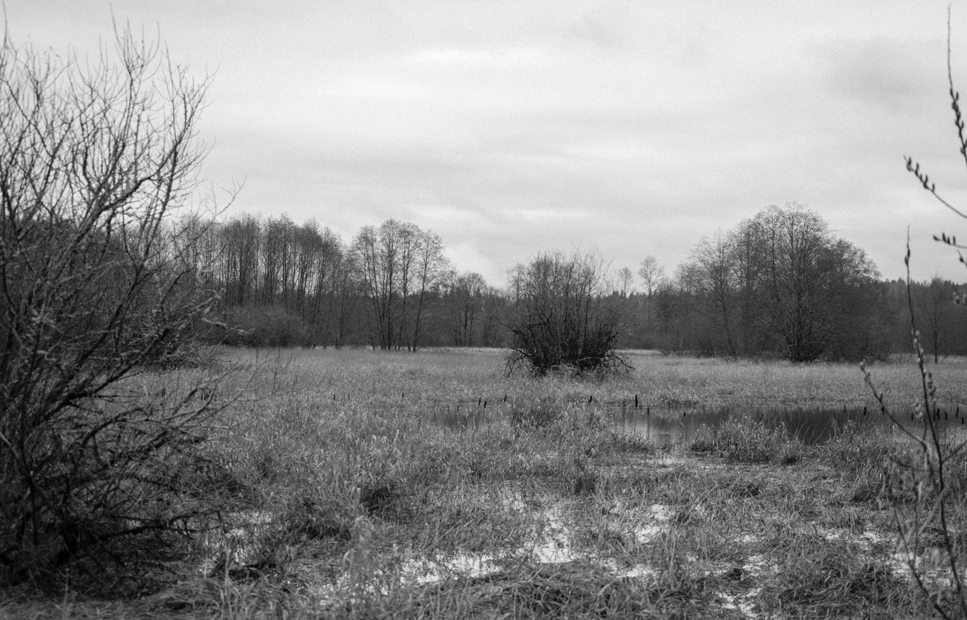 a winter wetland view of Bob Heirman wetland park, Snohomish, WA 