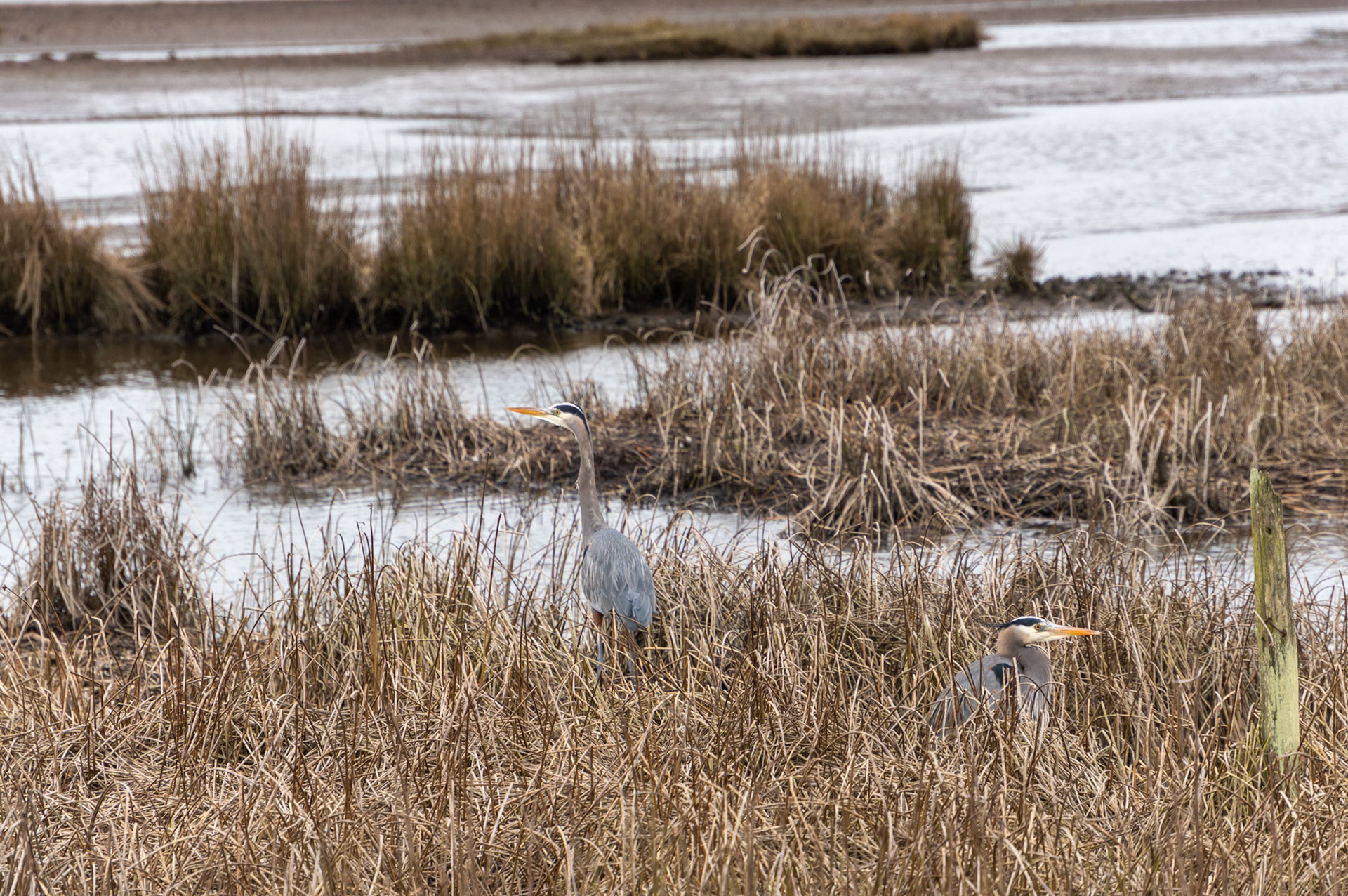 Blue Herons are a main occupant of the Edmonds Marsh Wetlands