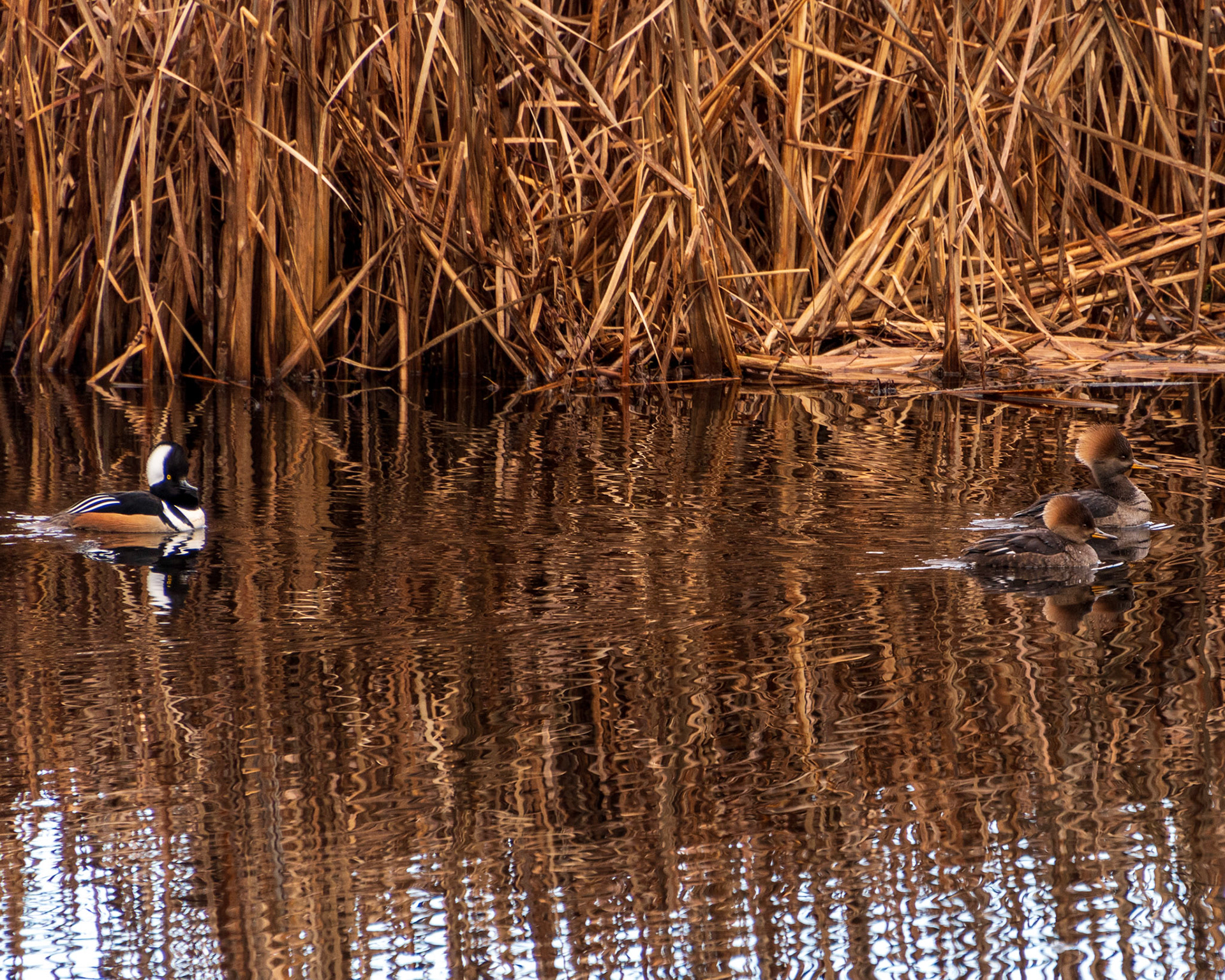 Adult and Young Mergansers wading on small mill pond