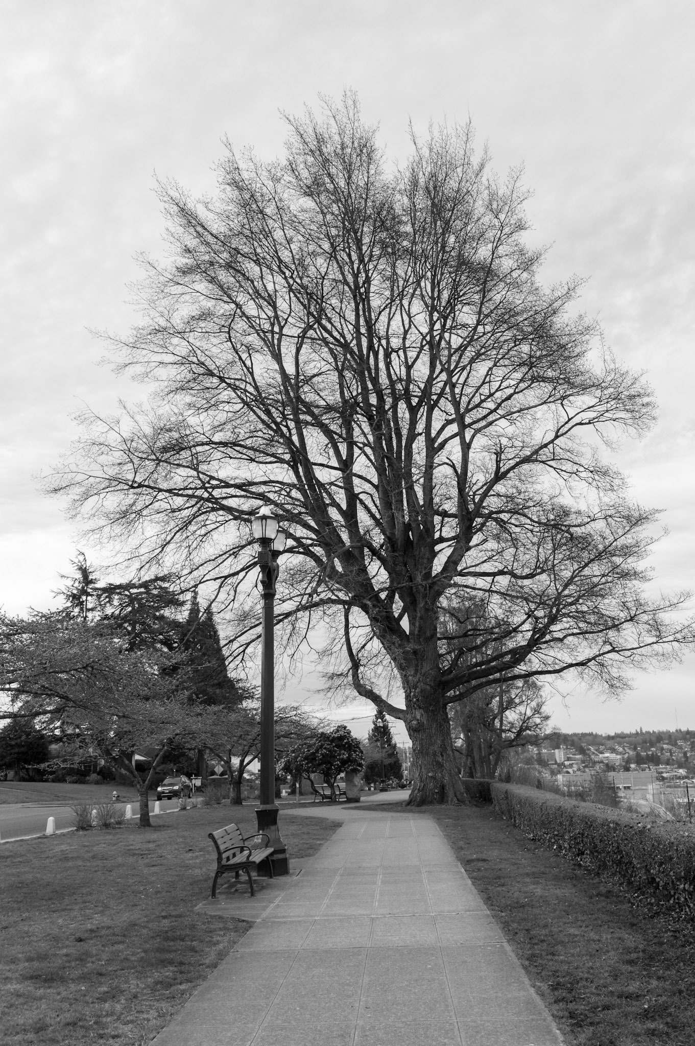 A huge Elm tree shows its growth along the Grand Avenue Park in Everett, WA
