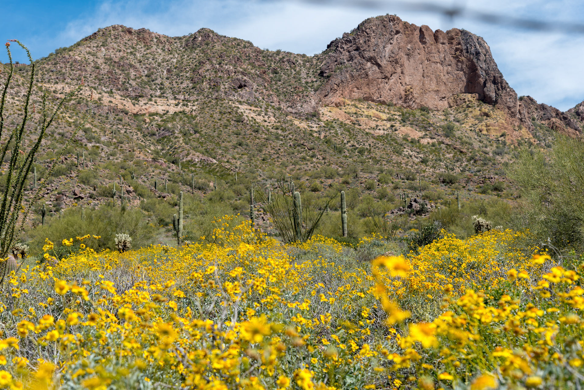 Spring in the desert