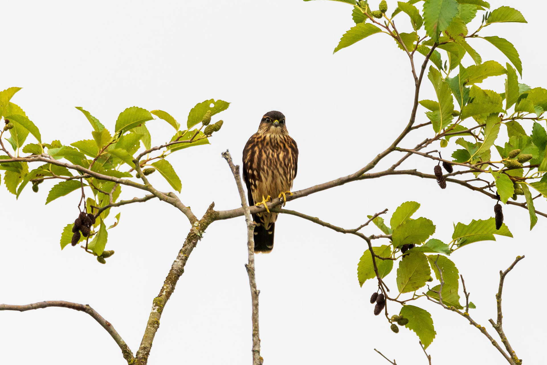 Scenes from Mill Creek Wetlands