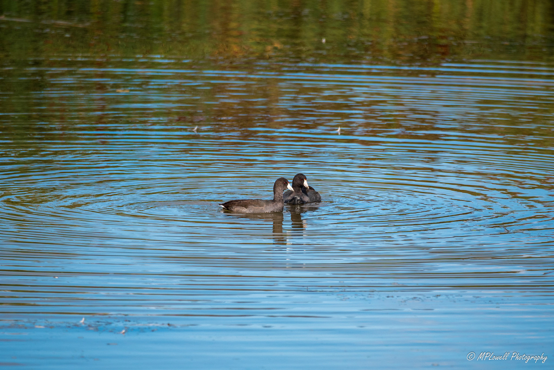 Two American Coots swiming together