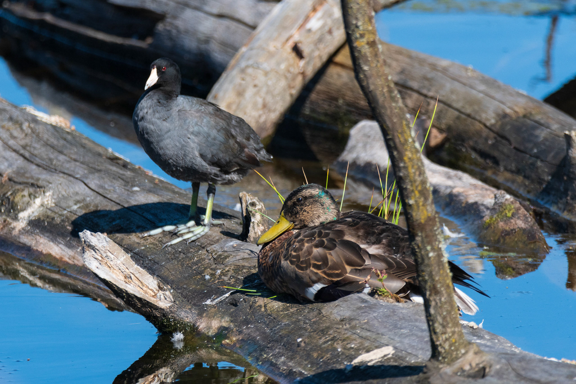 Love the Scooter's feet!