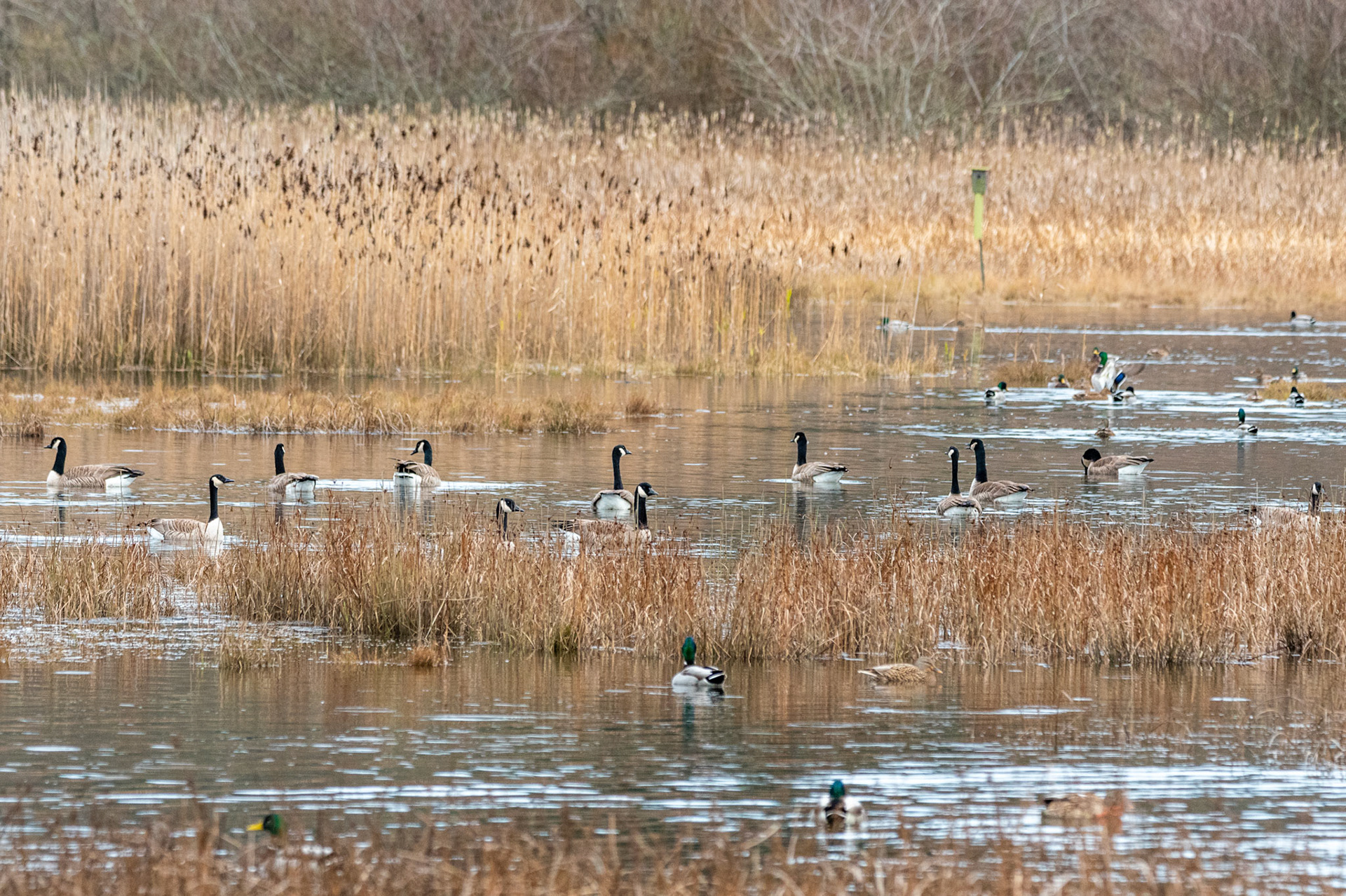 A large group of Canadian Geese rest at the Edmonds Marsh Wetlands, in Edmonds, WA