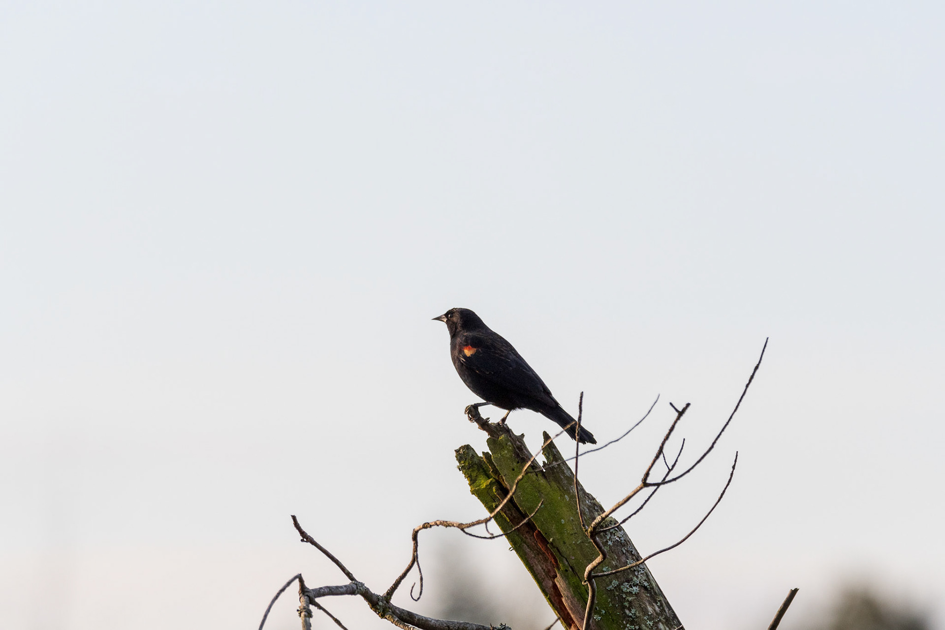 Early morning Redwing Blackbird