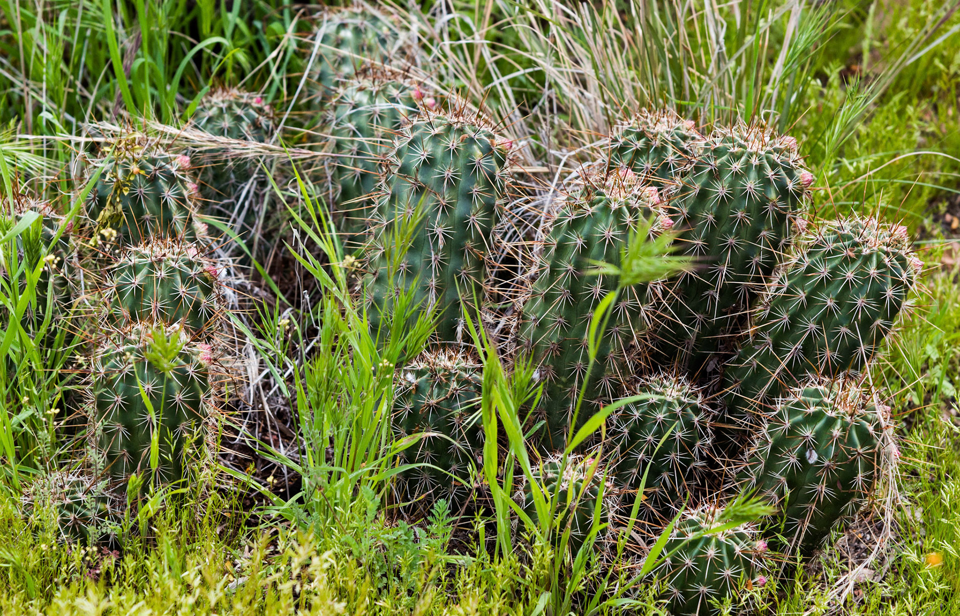 Young barrel cactus