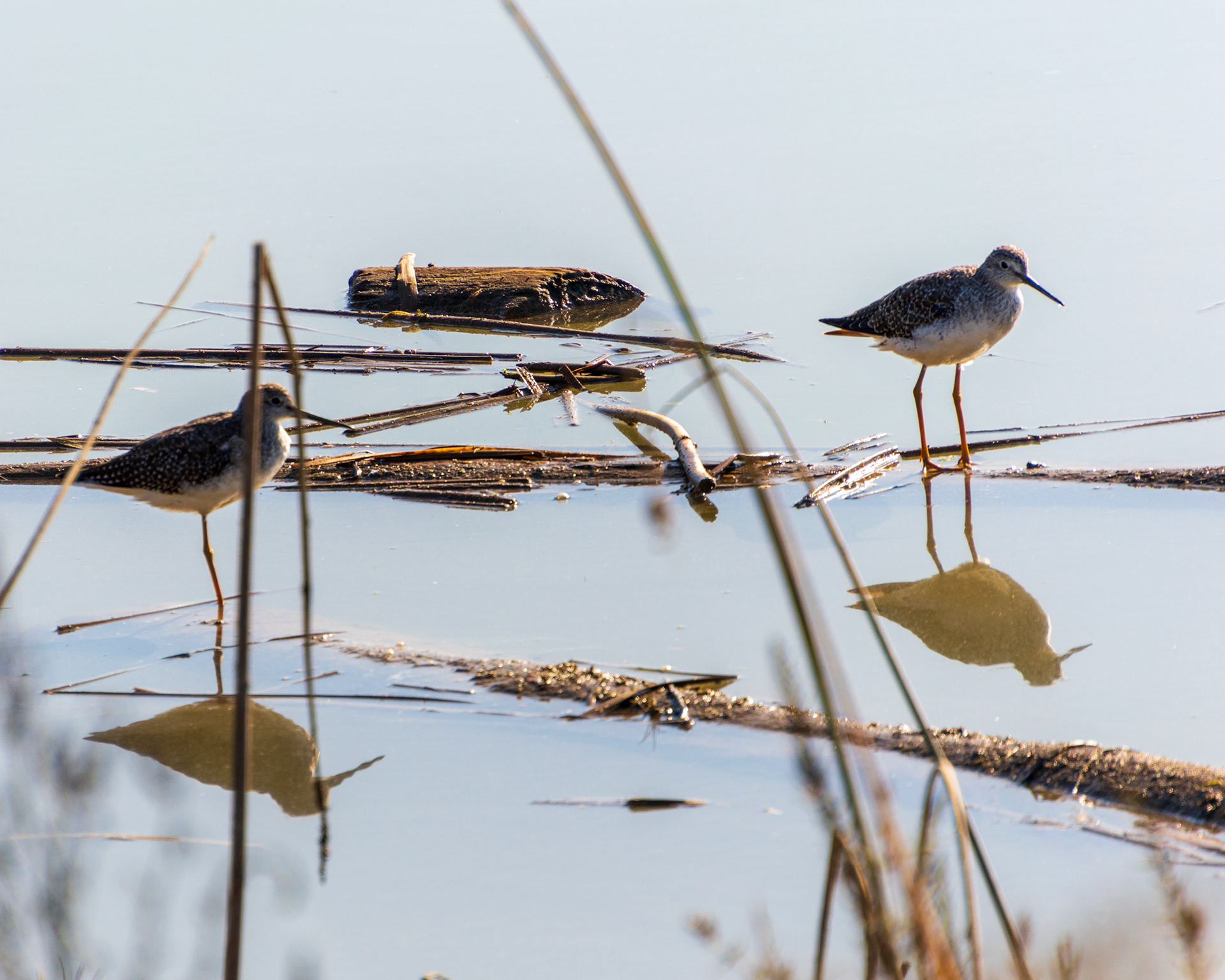 A pair of 'Greater Yellowlegs' wander the Skagit Wildlife Area.