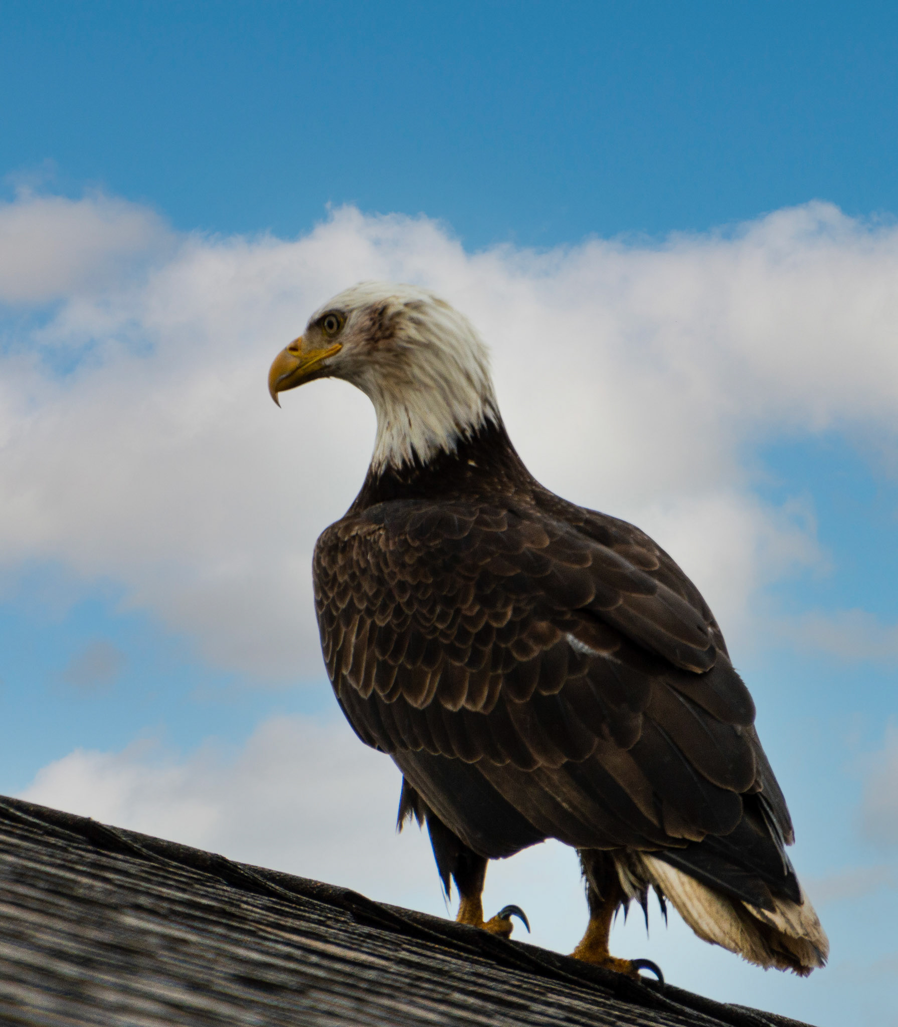 A American Bald Eagle rests for a moment on a neighbors roof. Note bloodon head is from fresh kill consumption...