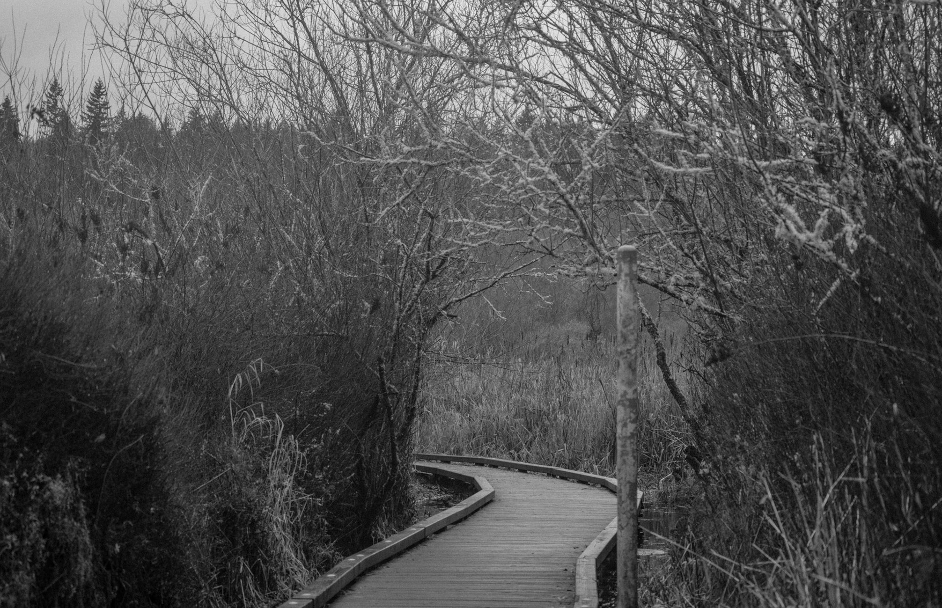 A winding walkway along North Creek trail, Mill Creek, WA