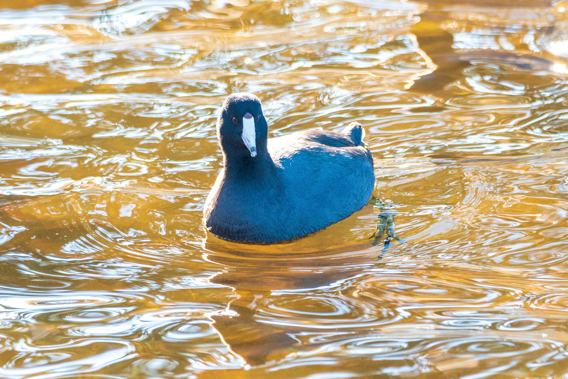 American Coot closeup