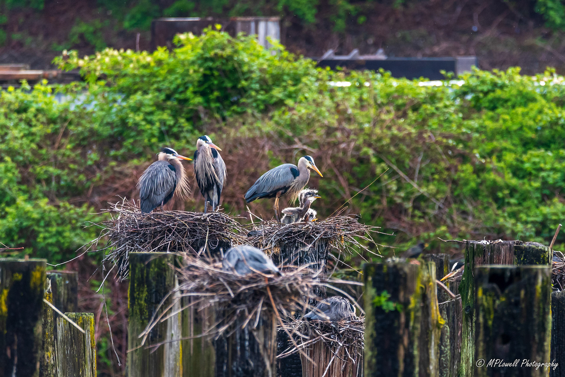 Life at a Great Blue Heron Rookery