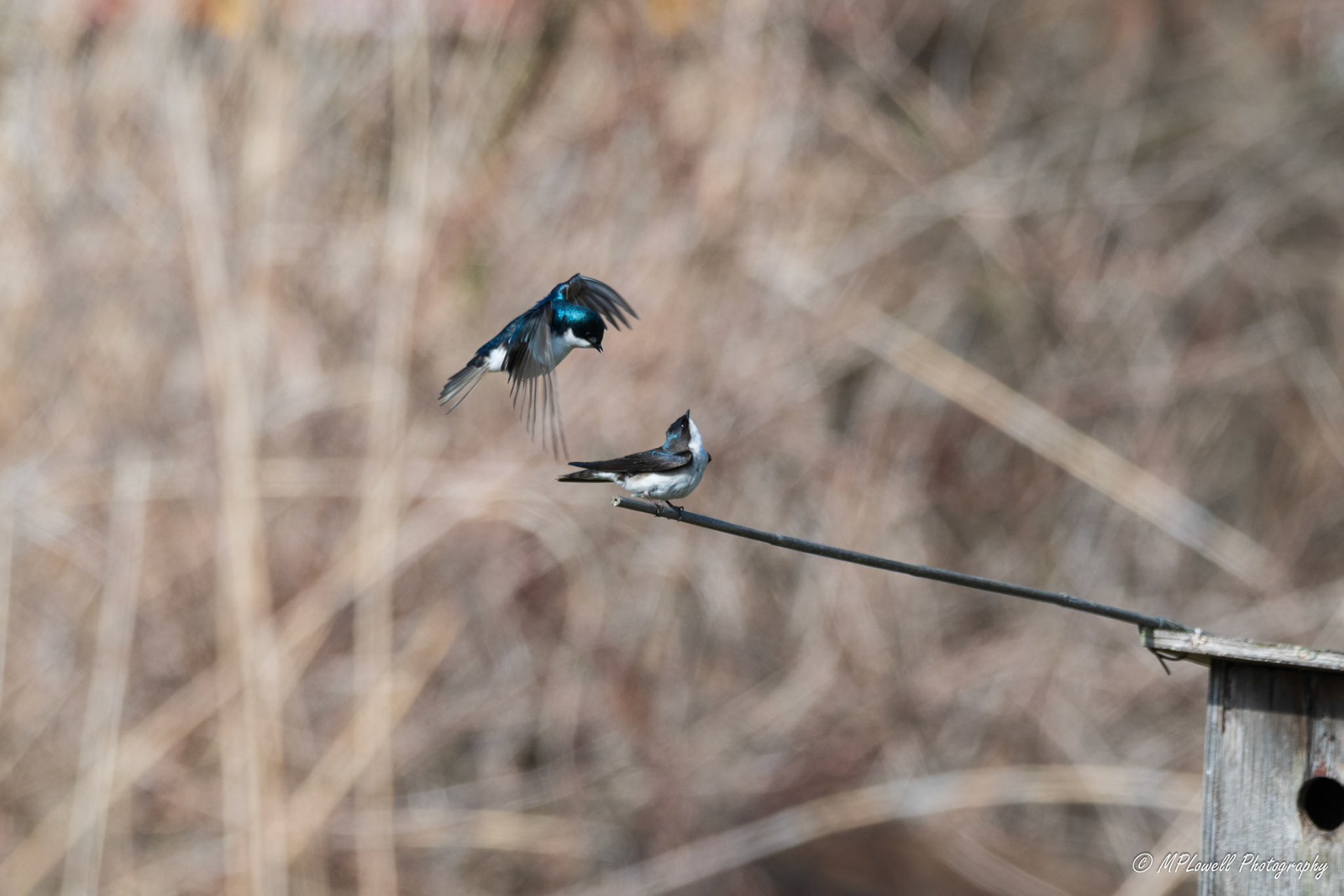 Scenes of Spring at the Edmonds Marsh