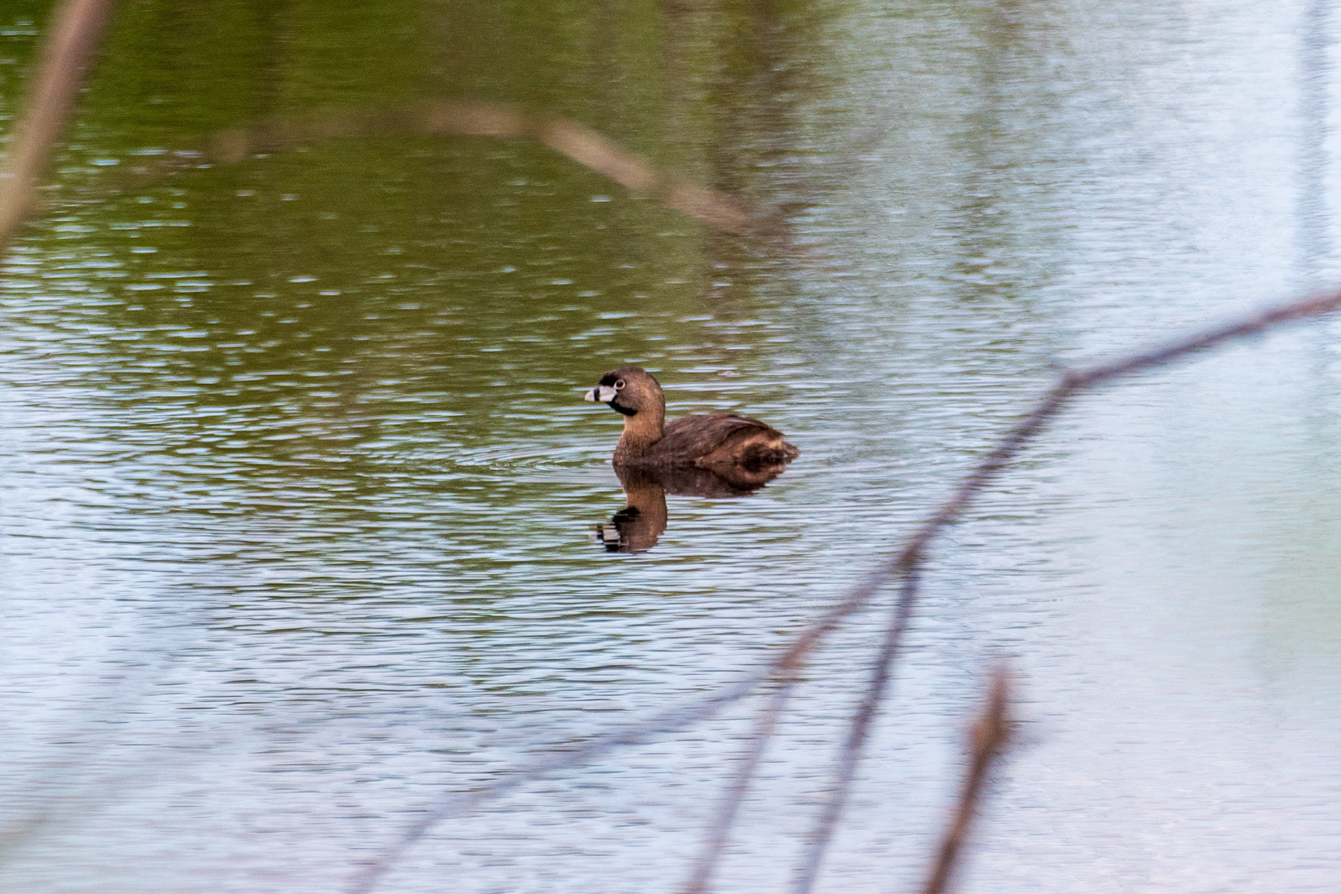 1st sighting of this unquie duck