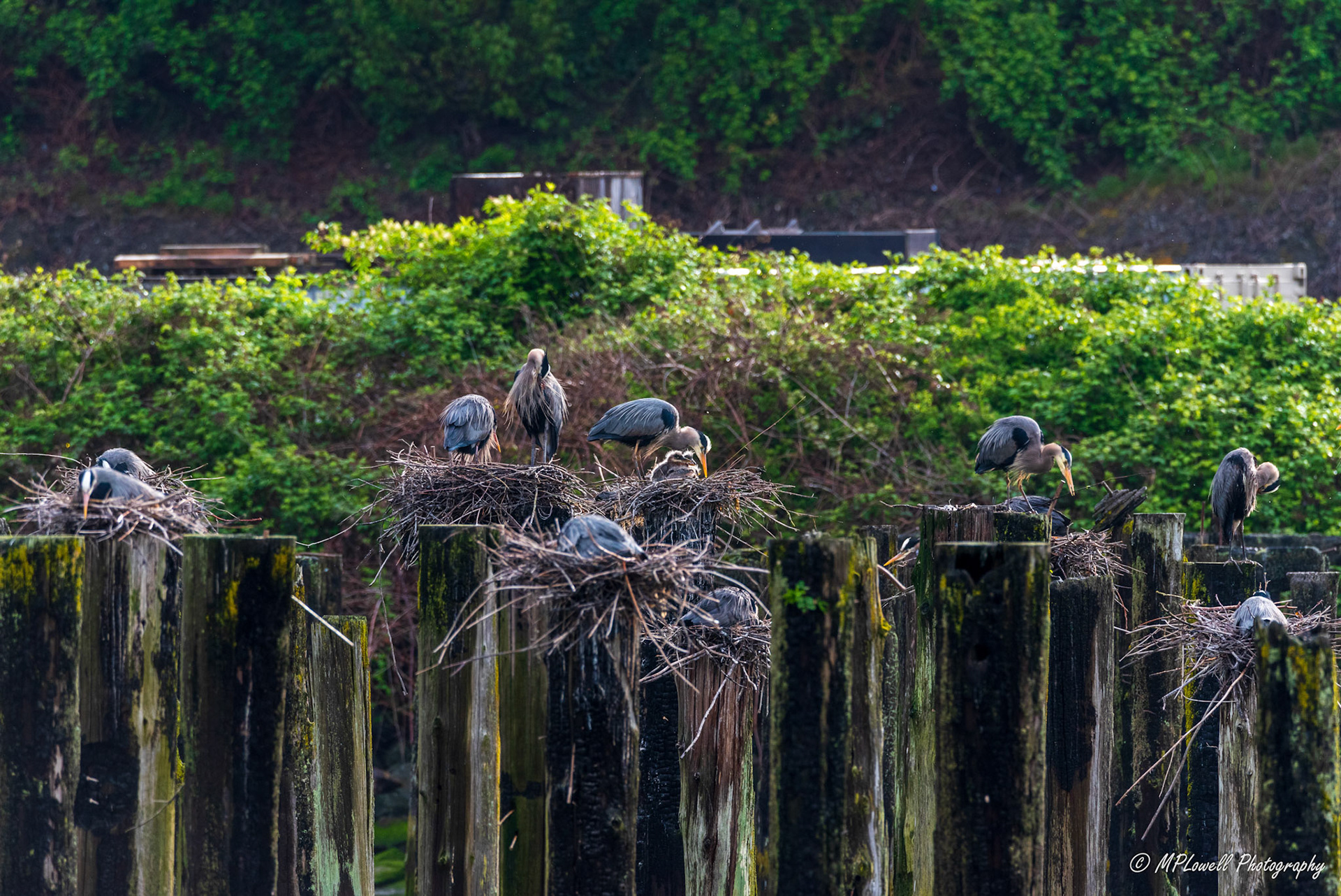 Life at a Great Blue Heron Rookery