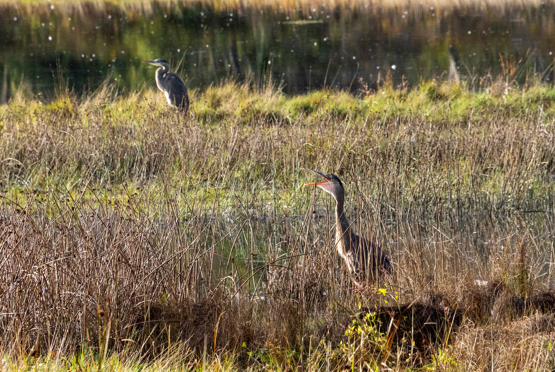 Two Blue Heron's at the Edmonds Marsh wetlands, in Edmonds, WA