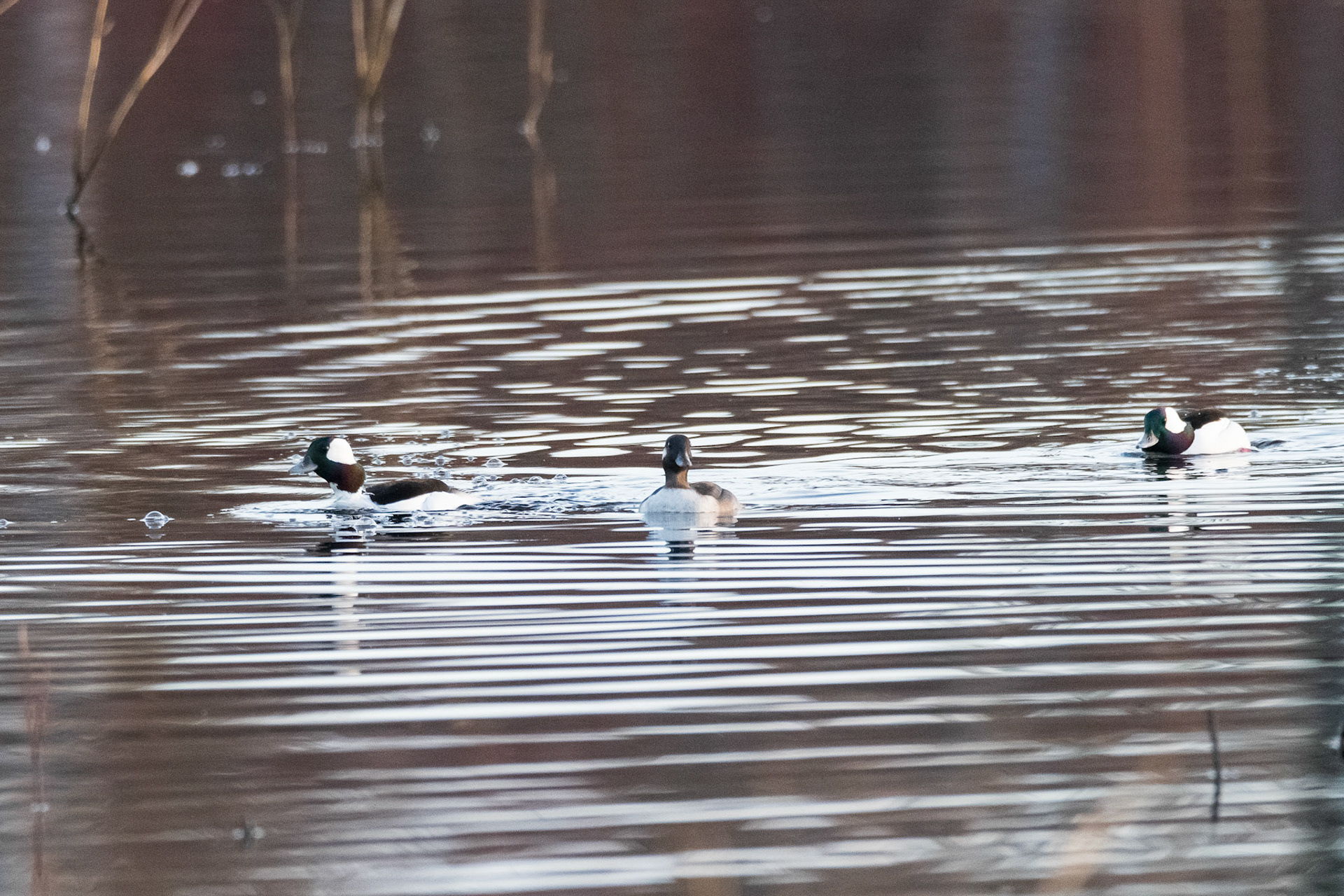 Two males and a female Bufflehead being frisky in the morning sunshine