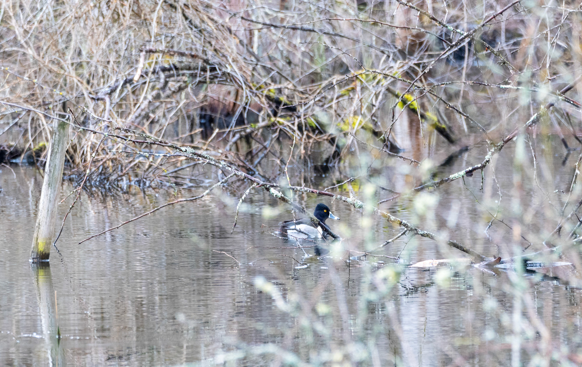 A 'Ring-necked Duck' pauses on a small pond in Mill Creek, WA