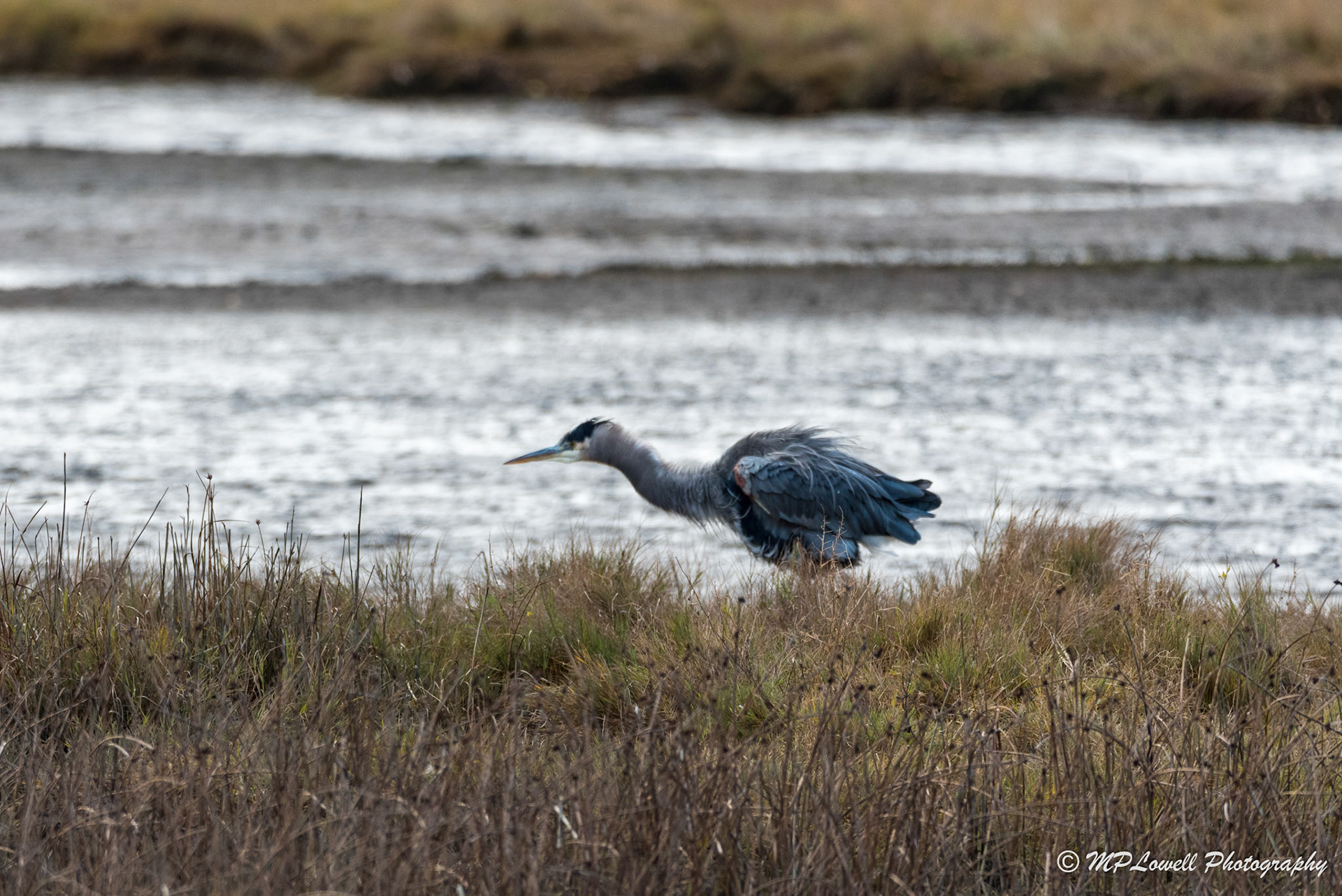 The Blue Heron gets ready to pounce on its rival