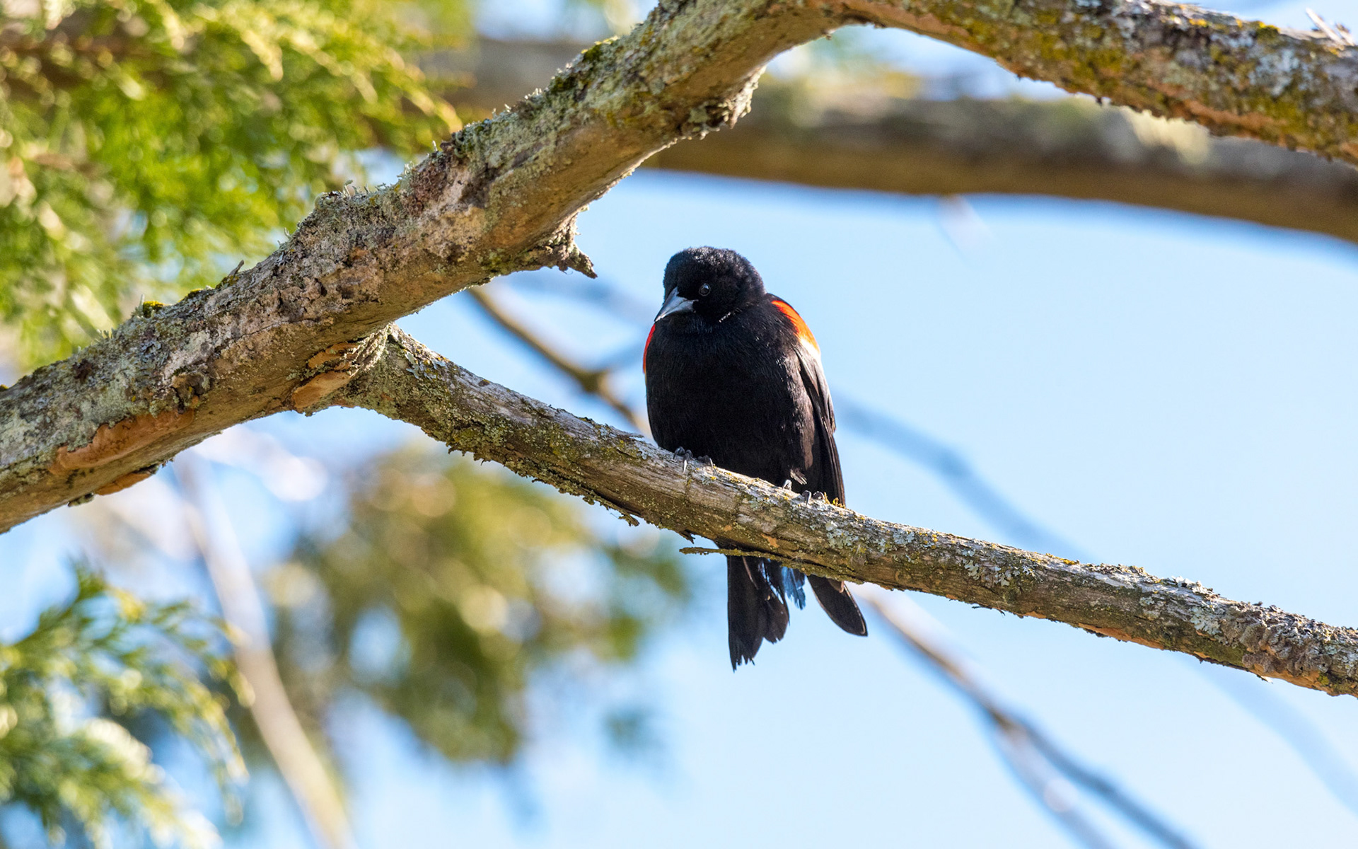 A Red-Wing Blackbird gazes down at something of interest.