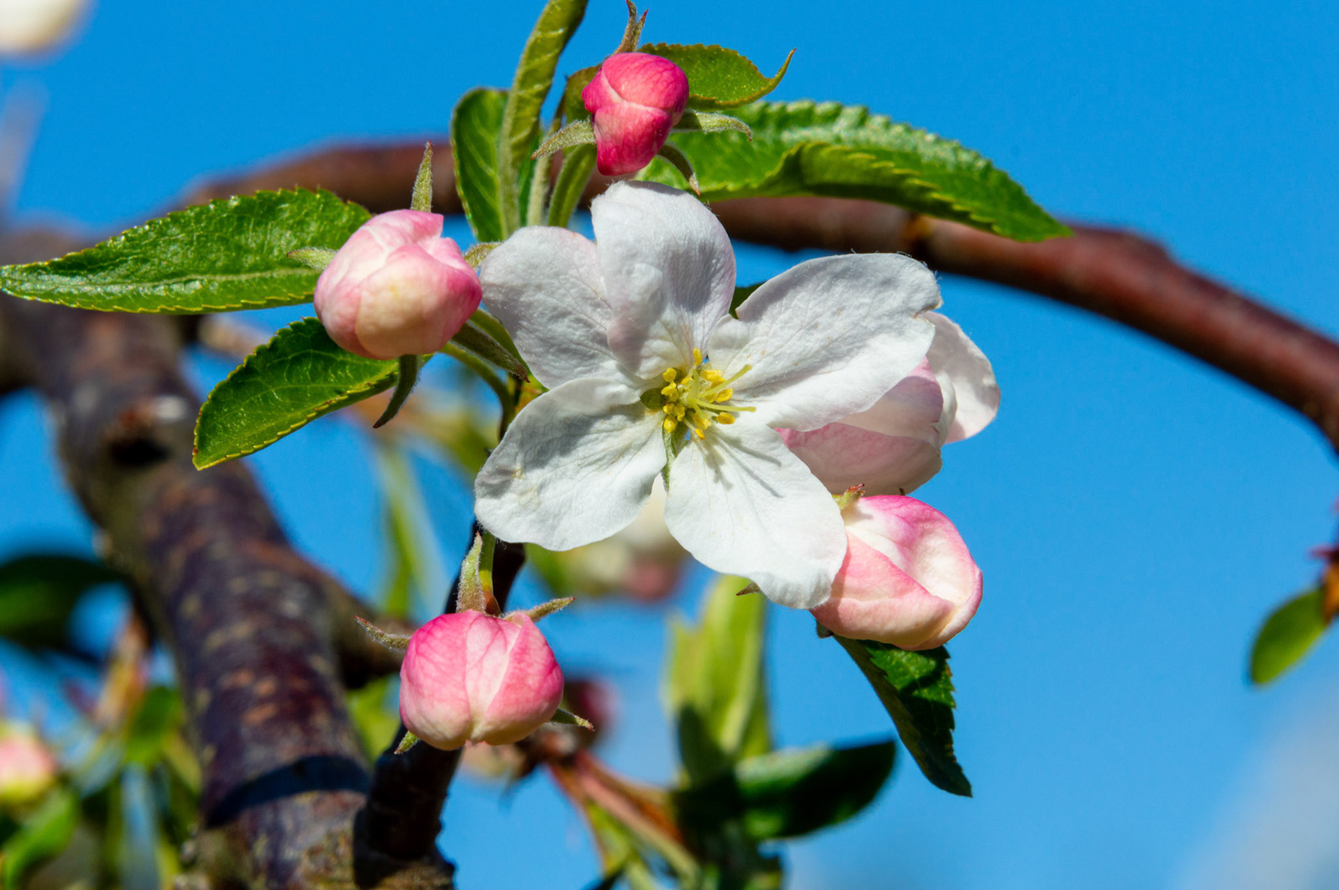 A Flowing Crabapple Blossom brings on Spring