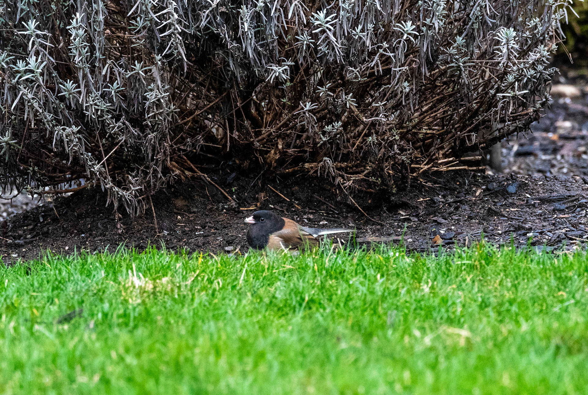 A hungery Junco foraging