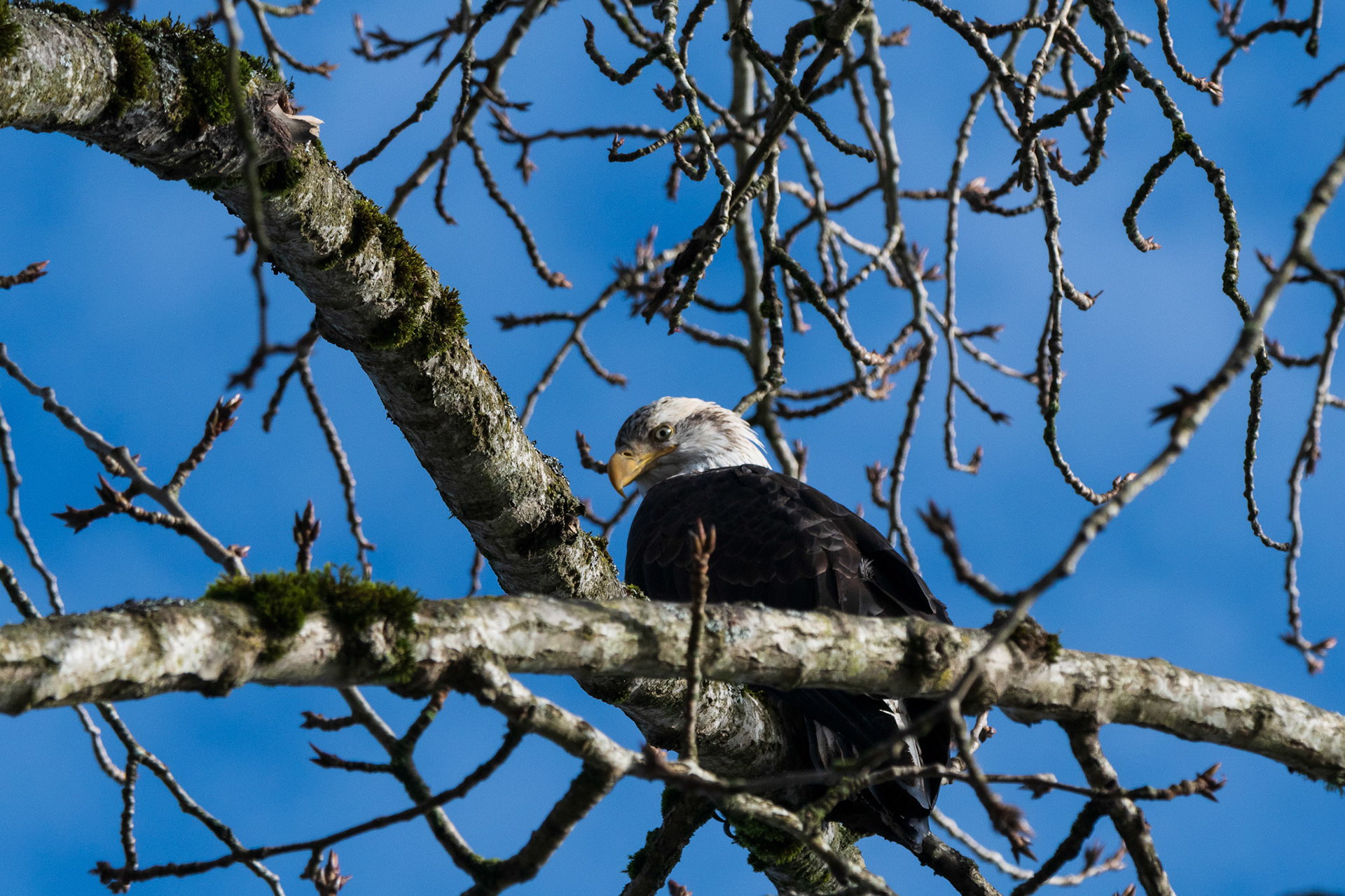 A Bald Eagle settles lower in a tree limb and rests while its mate is hunting along the river, Snohomish WA