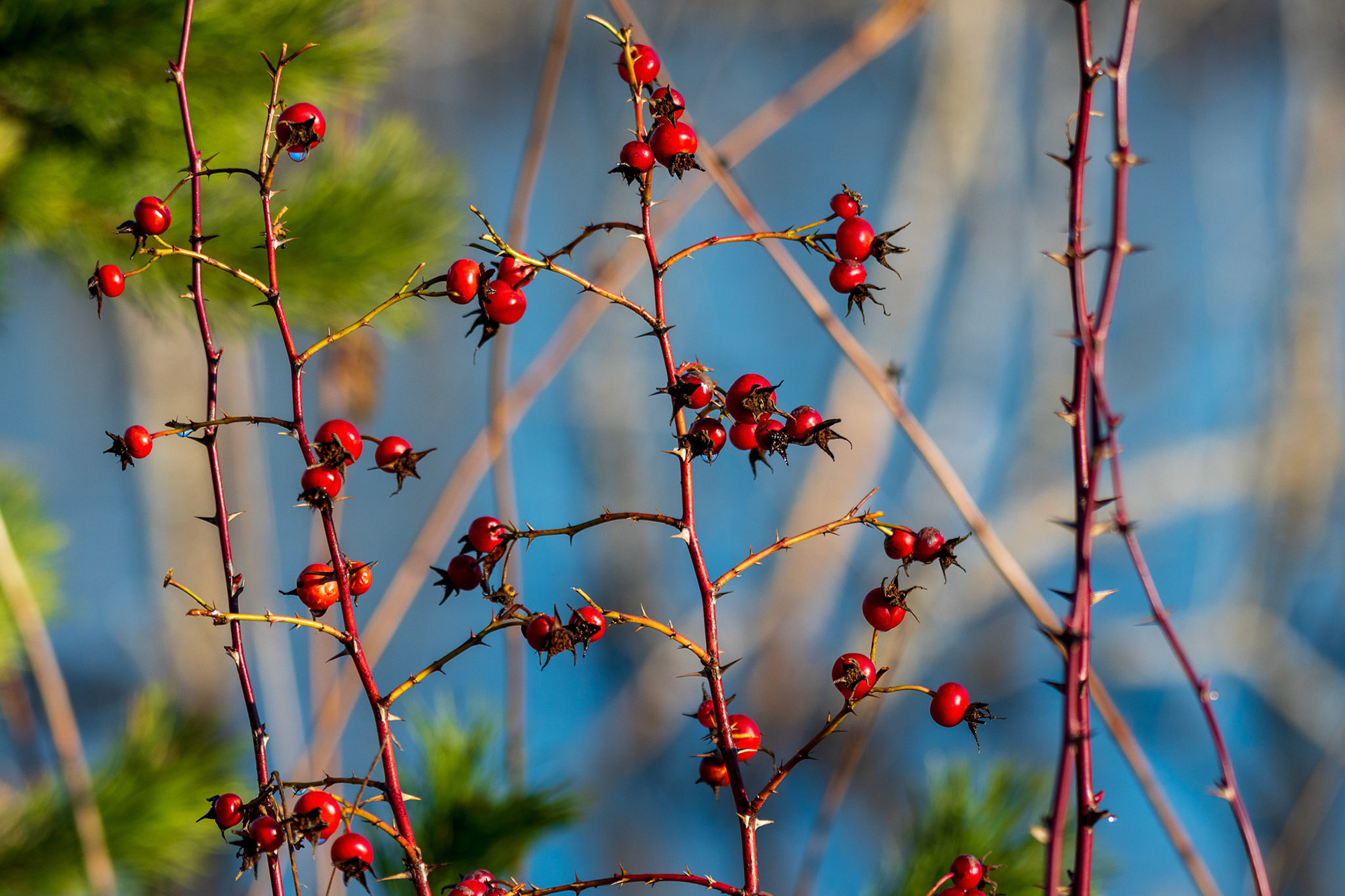 Hawthorn Berries provide a winter snack to wildlife