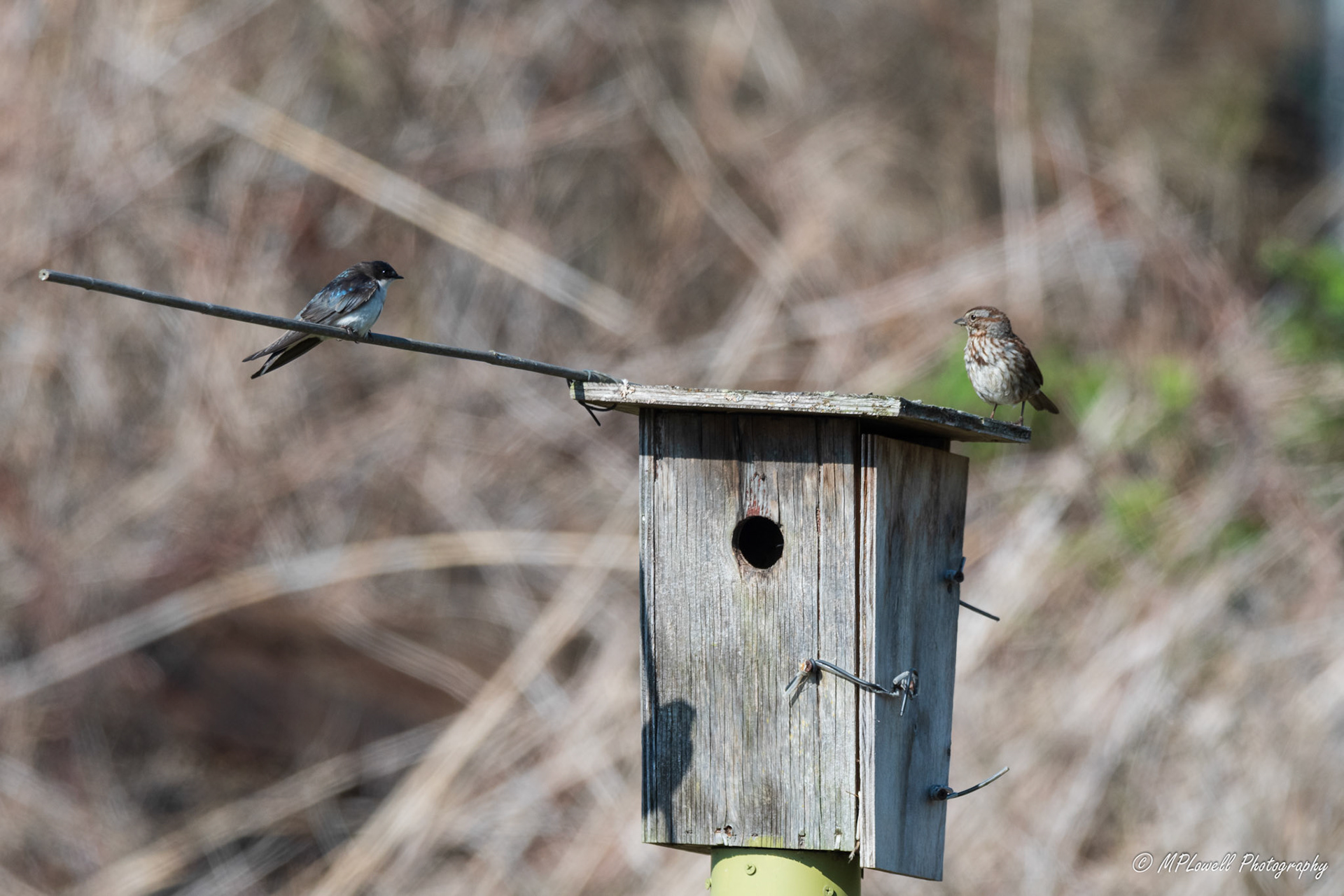 Scenes of Spring at the Edmonds Marsh
