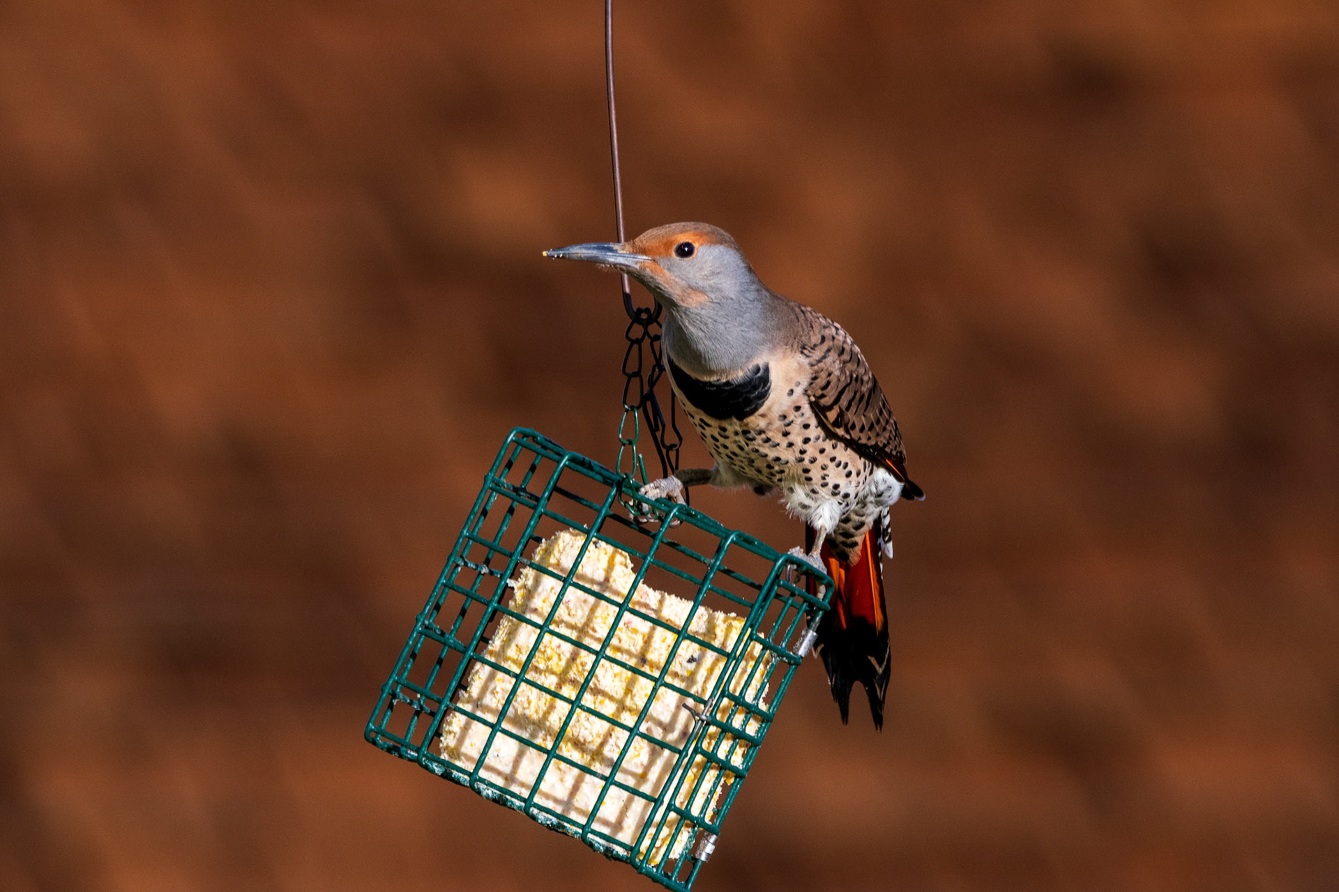 A Northern Flicker at suet feeder