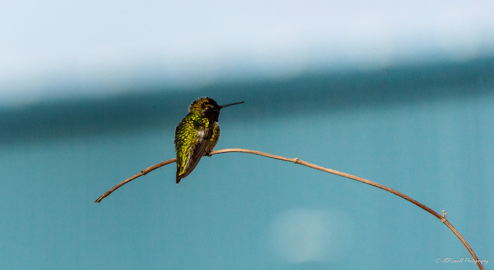 A Anna's Hummingbird sits on a small branch to rest