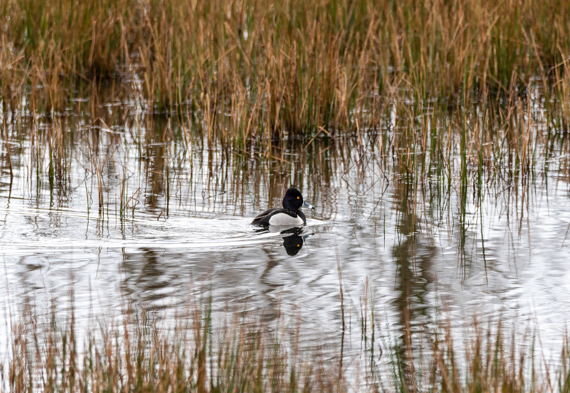 A Male 'Ring-necked Duck'  moved quickly in a small pond in Mill Creek, WA