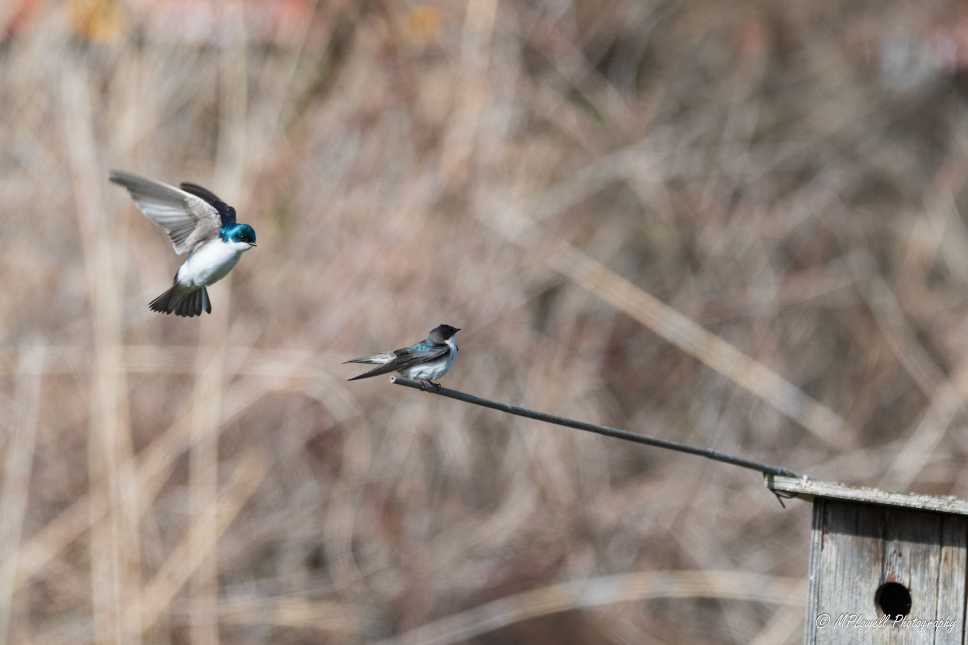 Scenes of Spring at the Edmonds Marsh