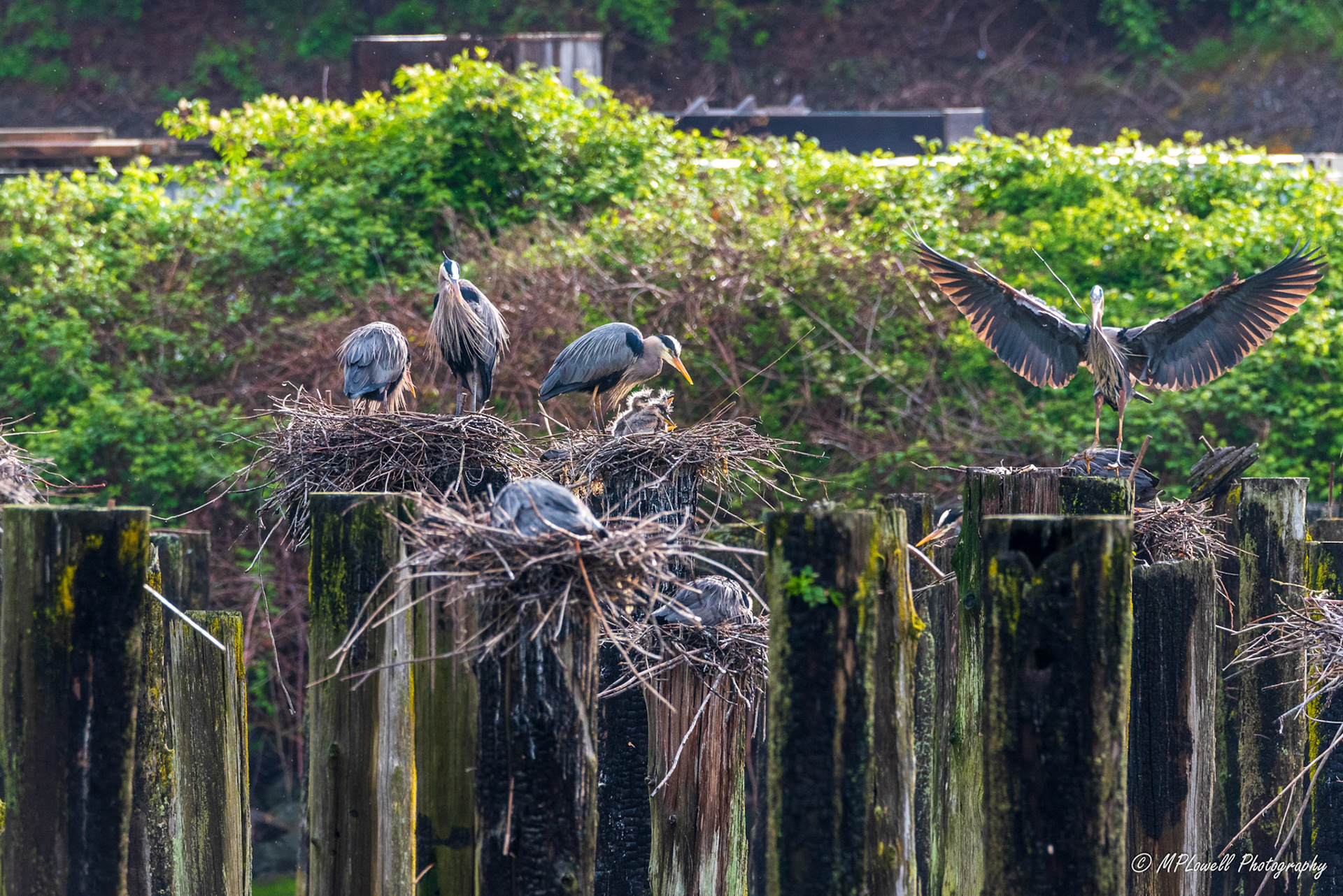 Life at a Great Blue Heron Rookery