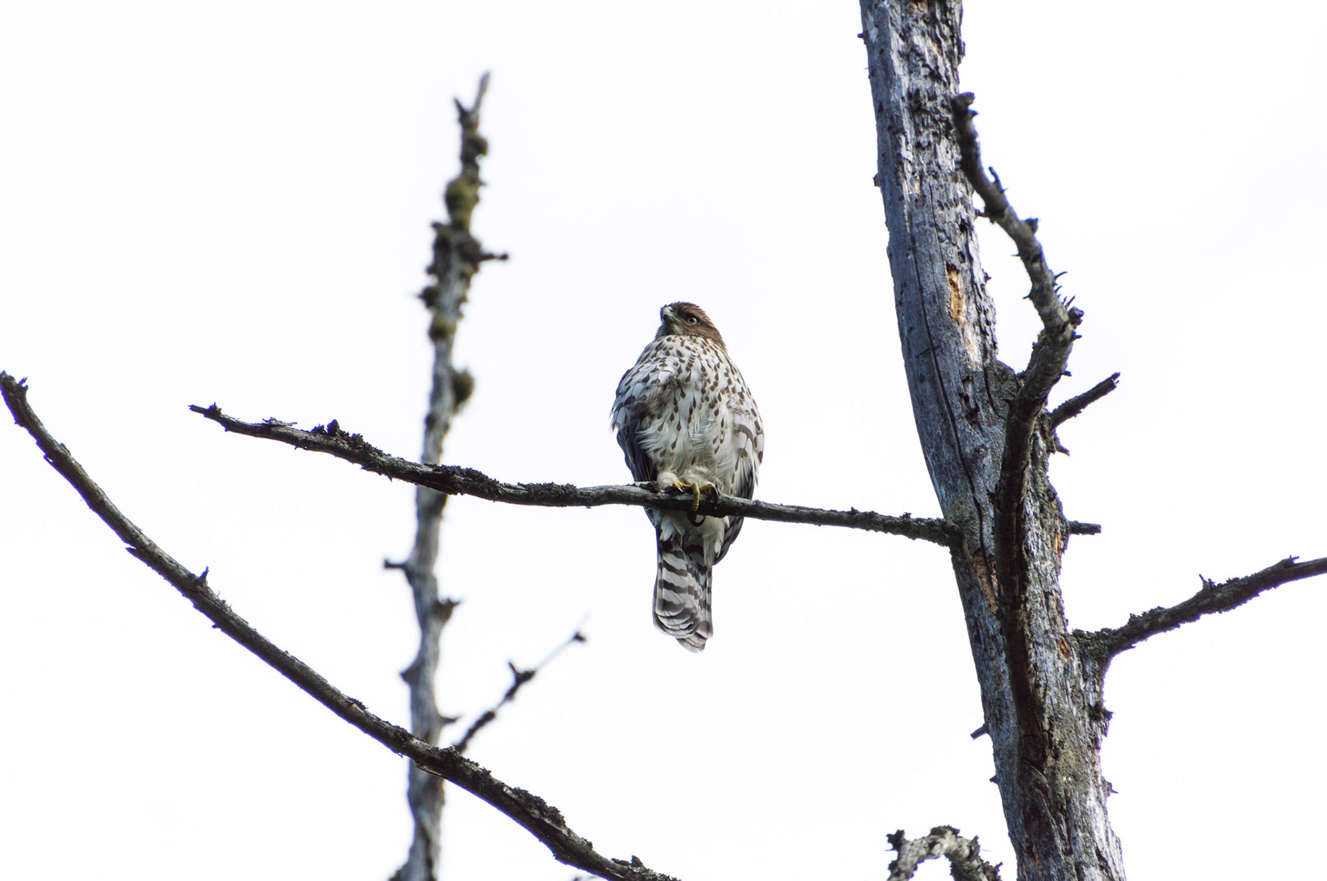 A Sharp Shinned Hawk gazes out on a deadhead tree at the NWSC wetlands trail