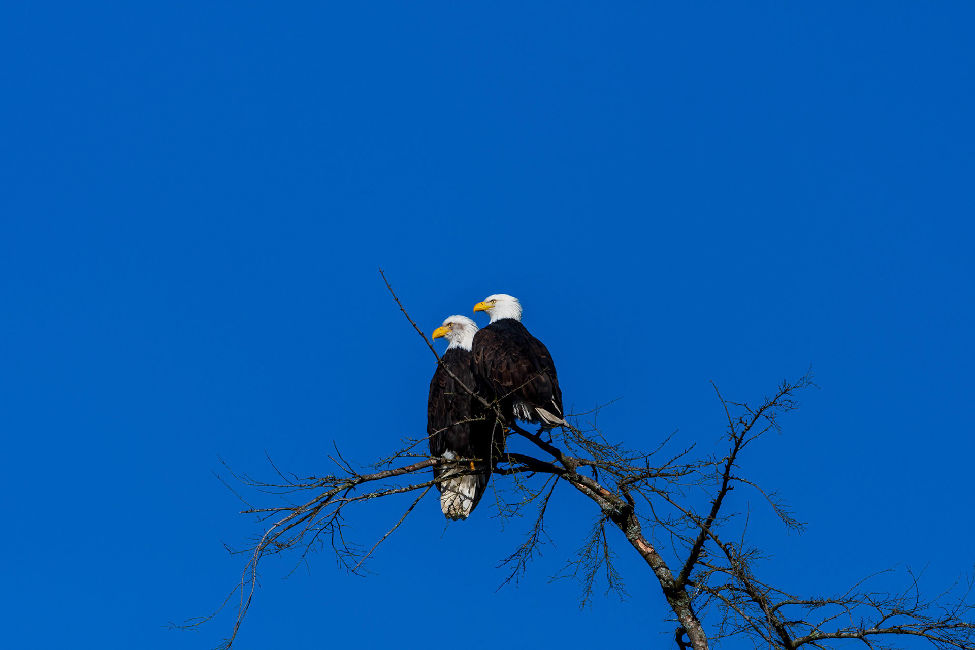 Mated eagles survey the landscape