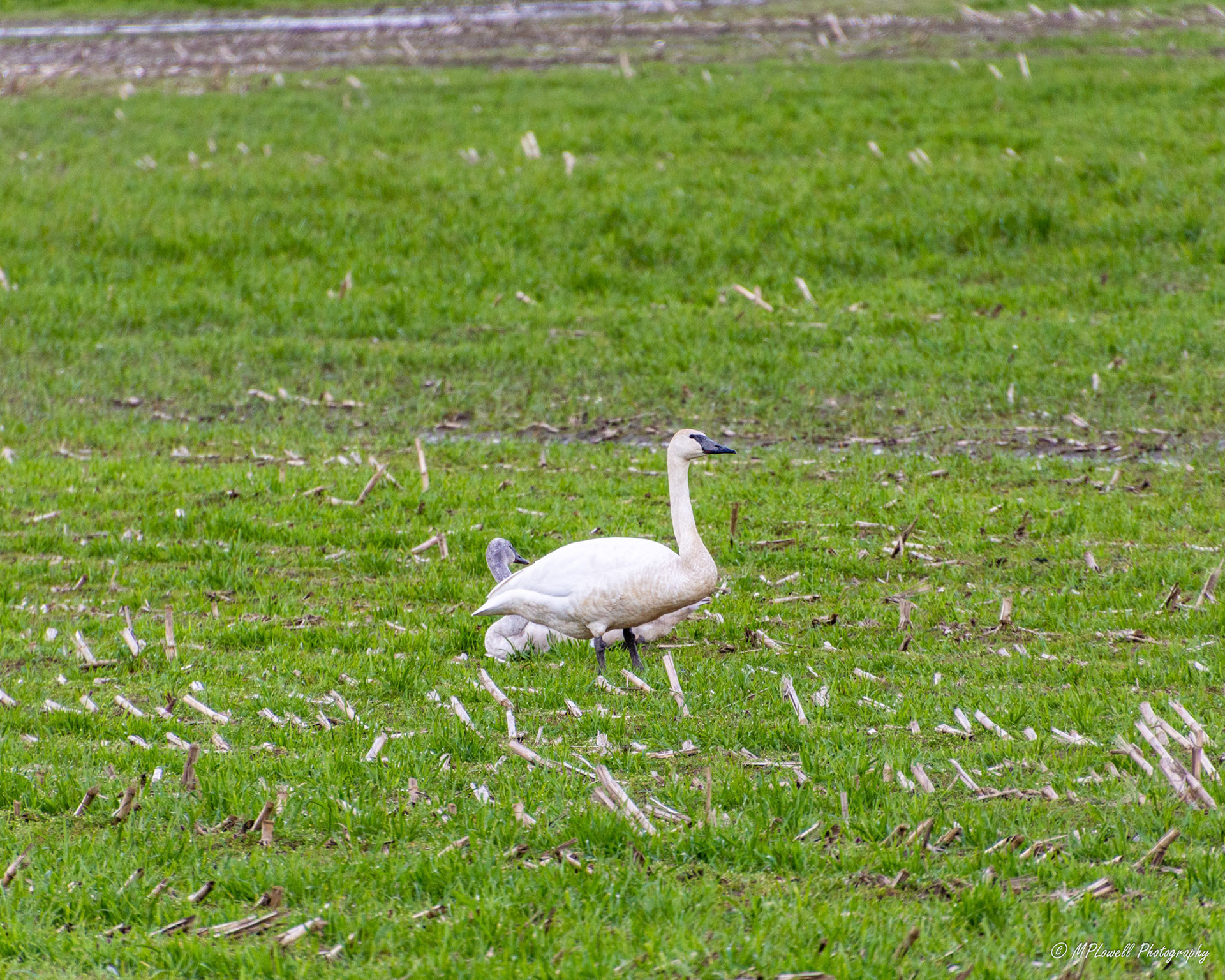 A Trumpeter Swan lounges in a field, another one sits along side.